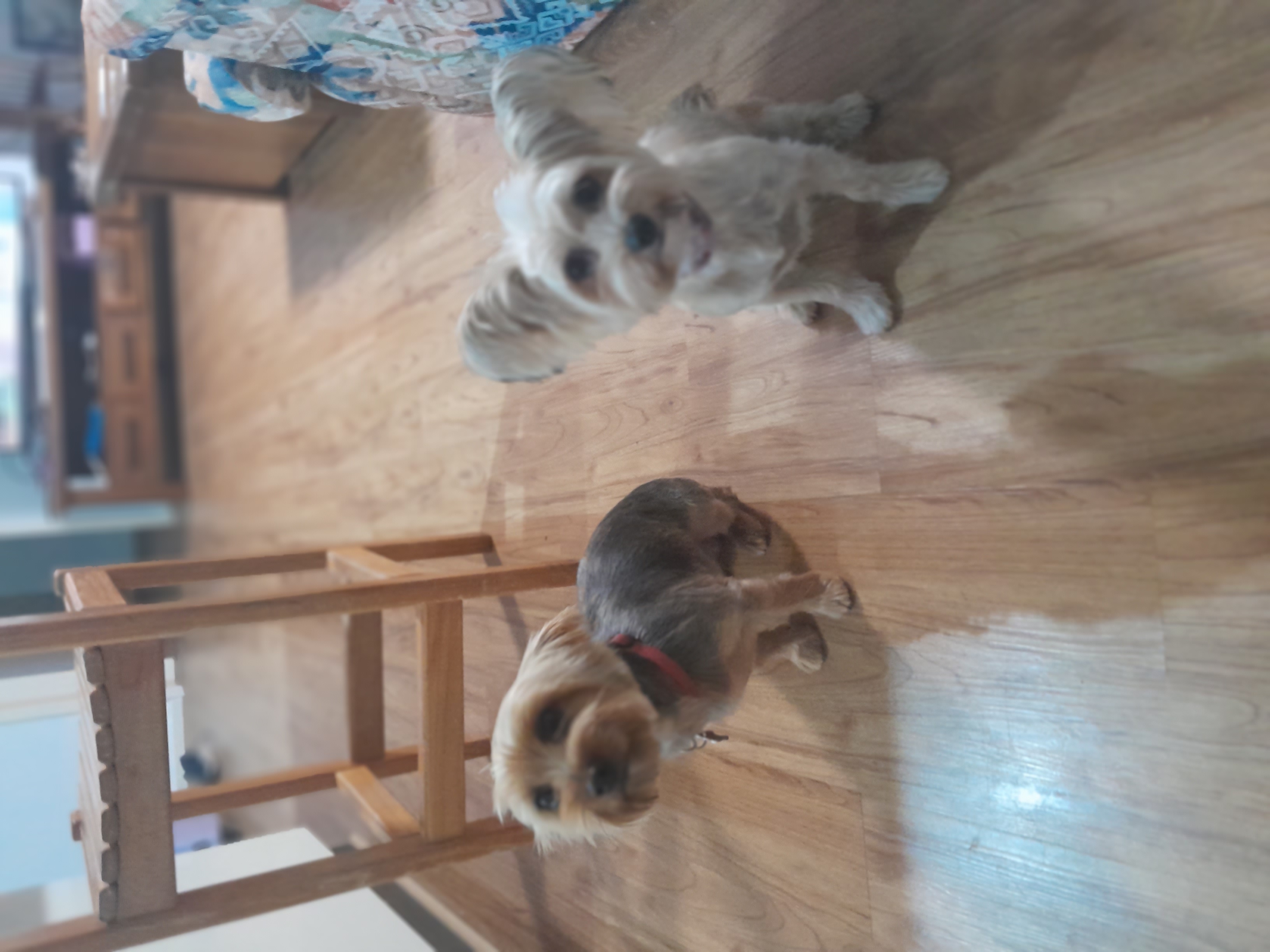 Silky Terrier cross Papillon