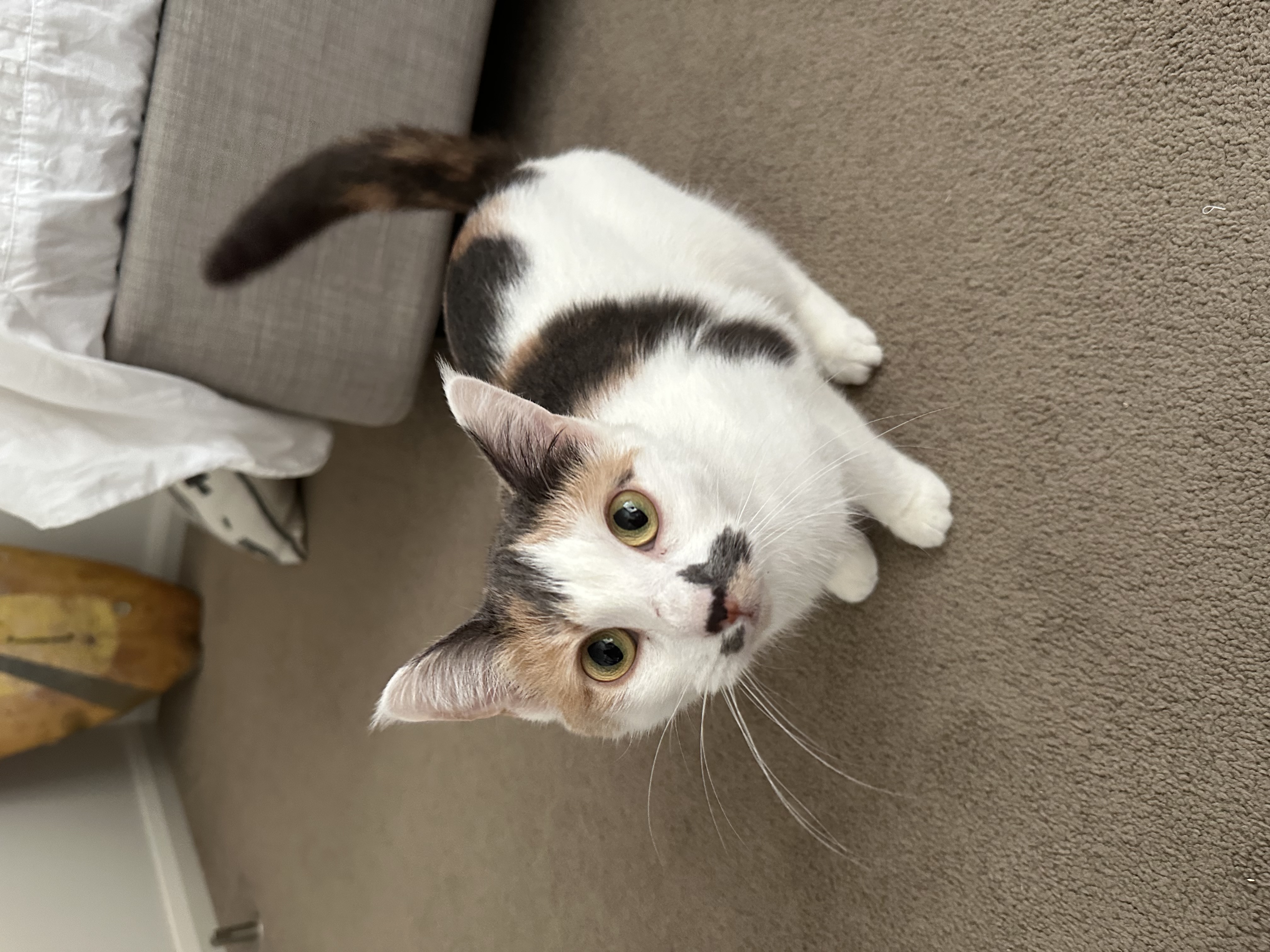 Domestic Short Hair (DSH) – Port Macquarie