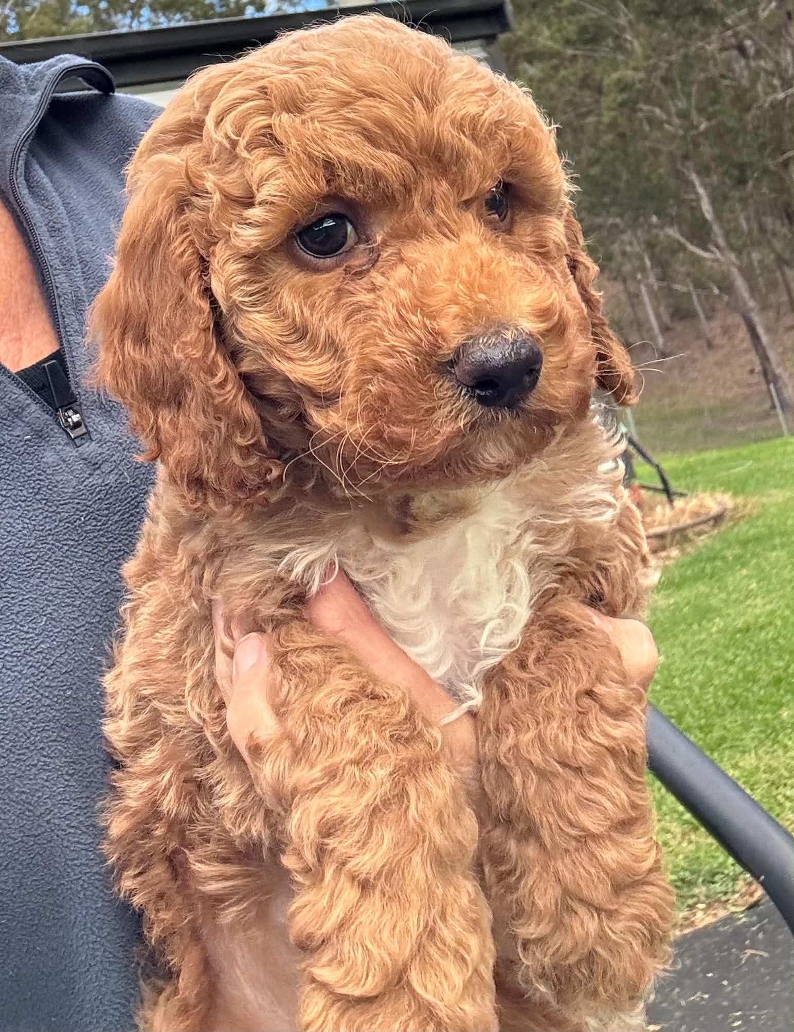 Cavoodle – Bruthen