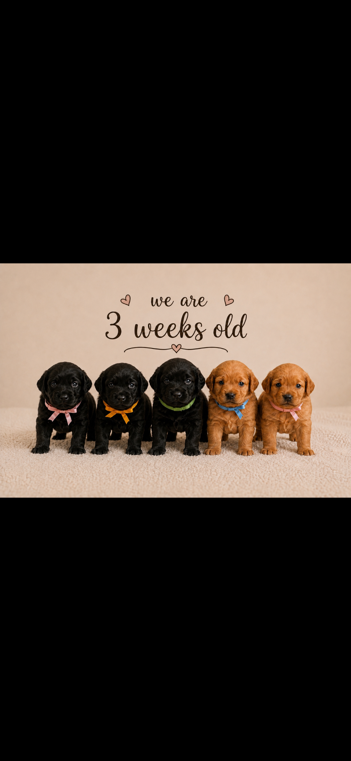 Cavoodle – Woodberry