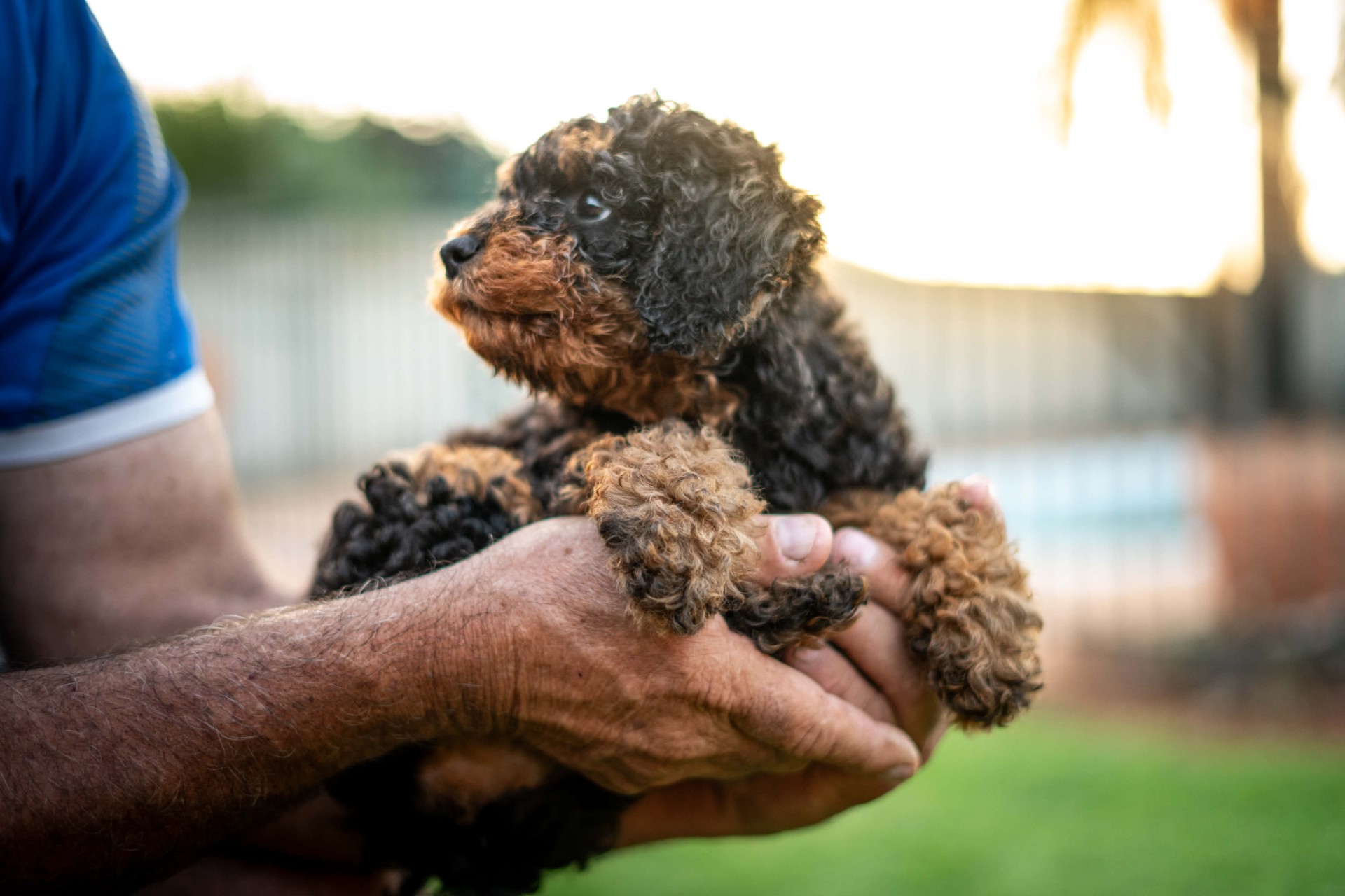 Cavoodle – Kalgoorlie