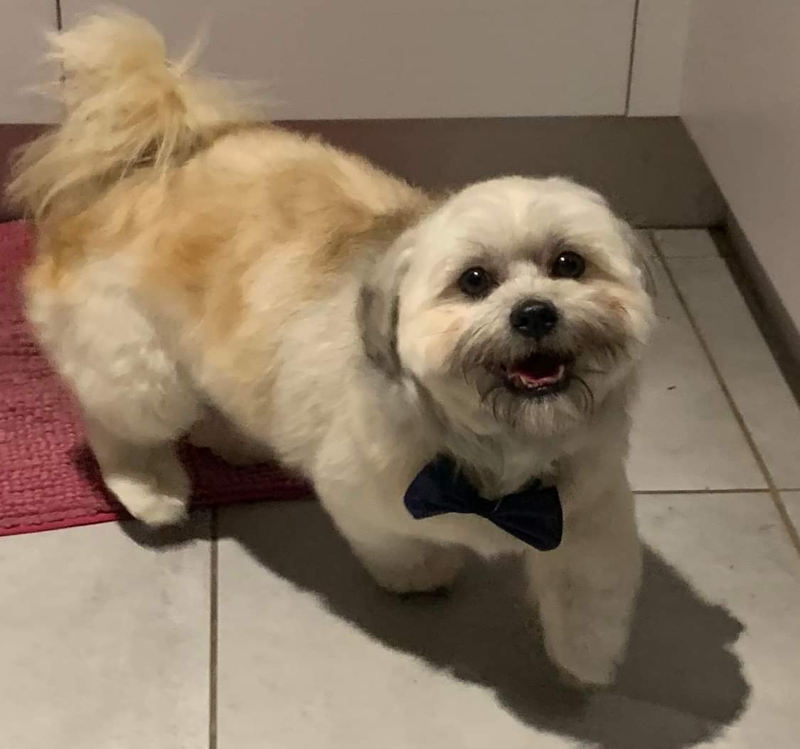 Maltese Shih Tzu – Lalor
