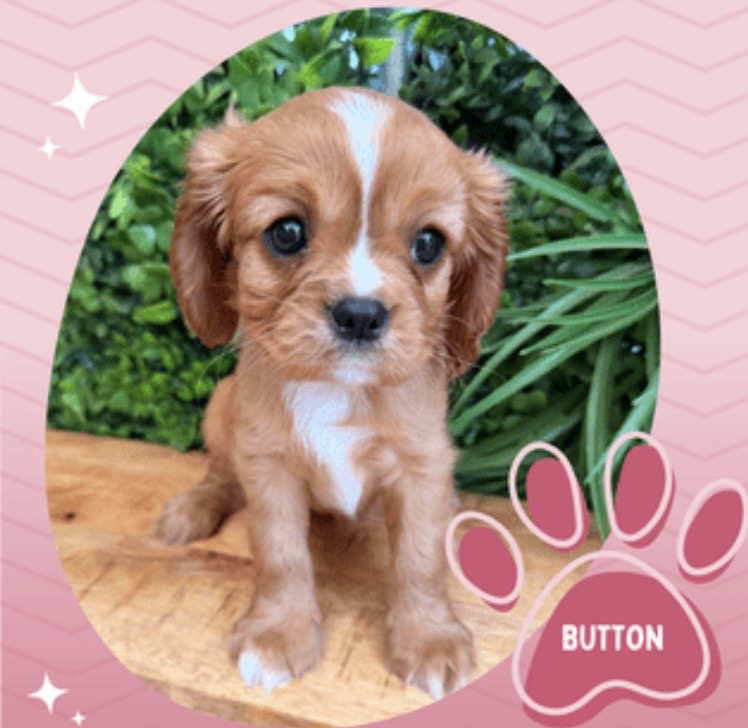 Cavalier King Charles Spaniel – Chirnside Park