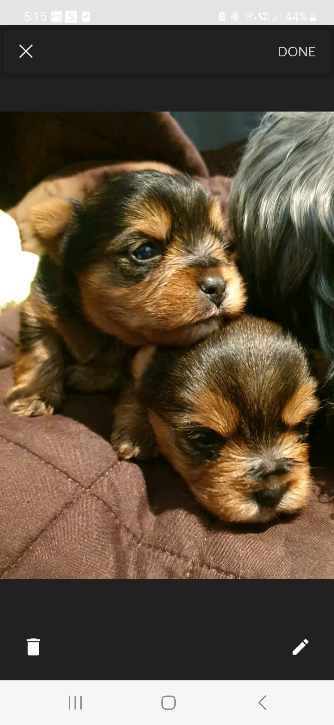 Yorkshire Terrier – Gulfview Heights