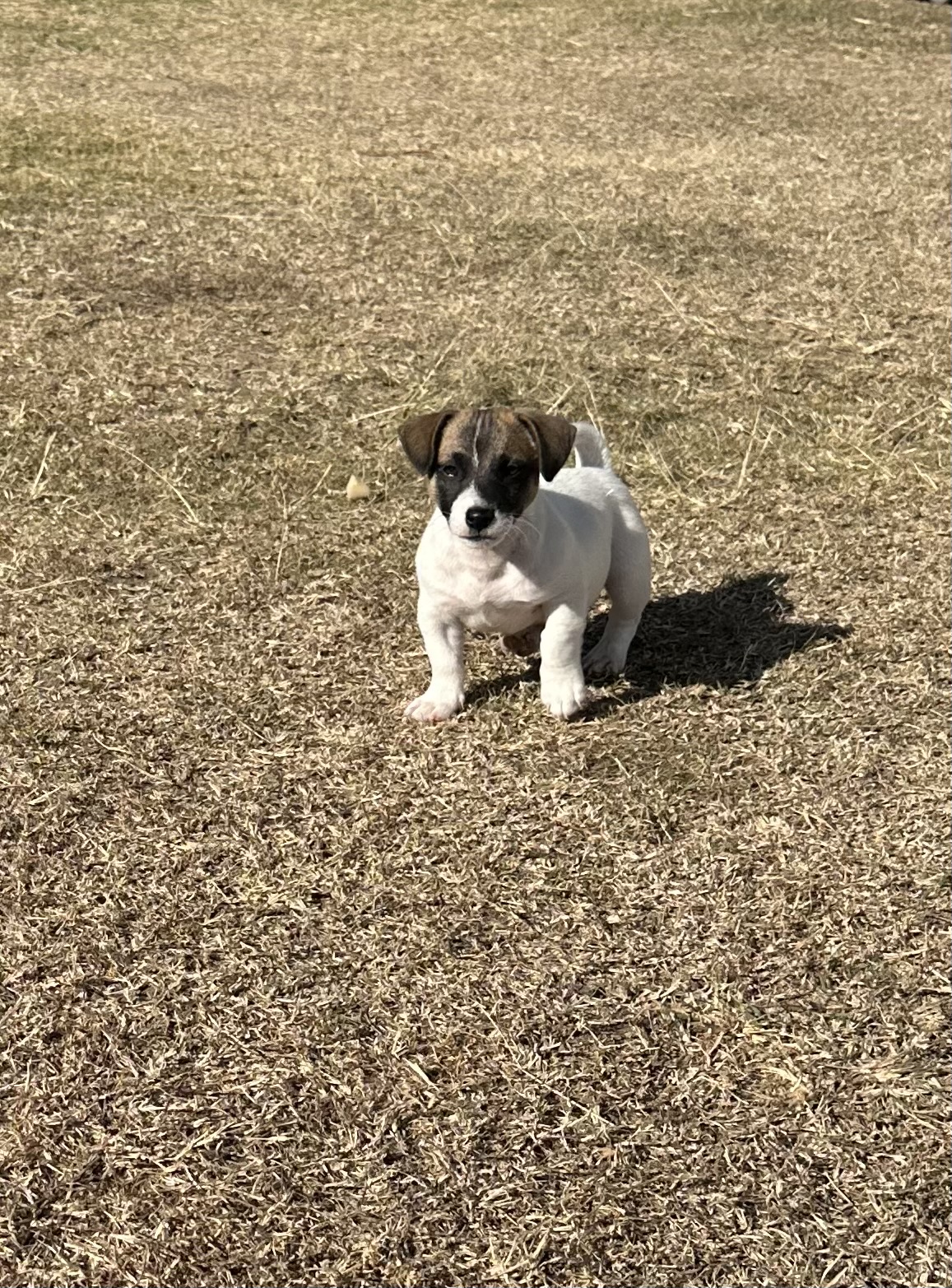 Jack Russell – Gatton