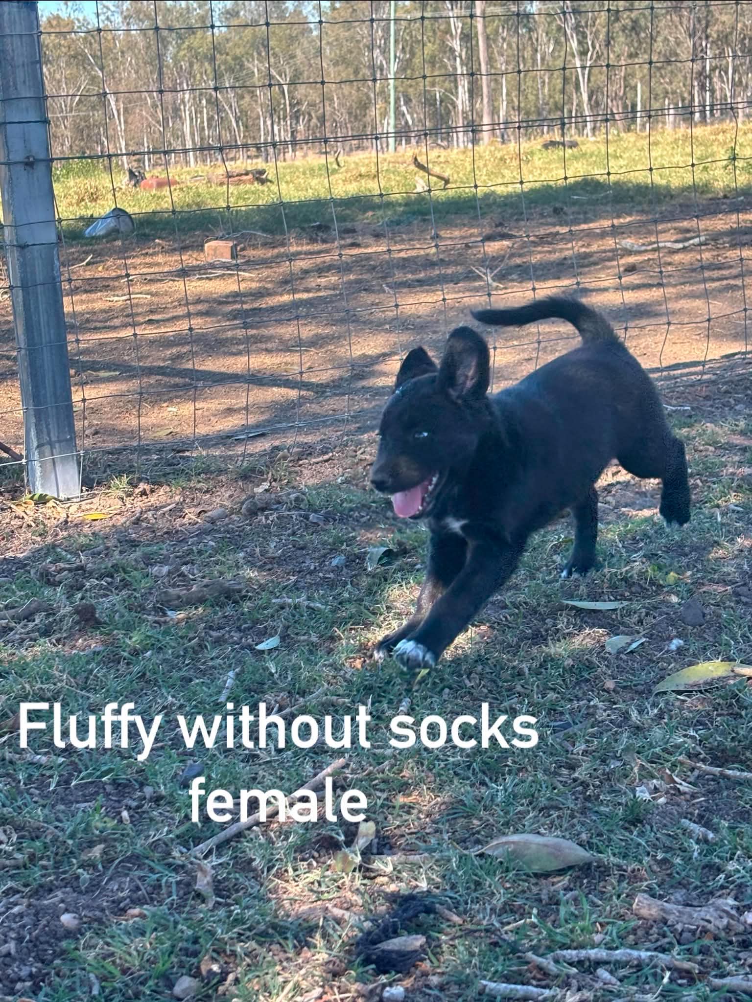 Border Collie Kelpie Cross – Clarendon