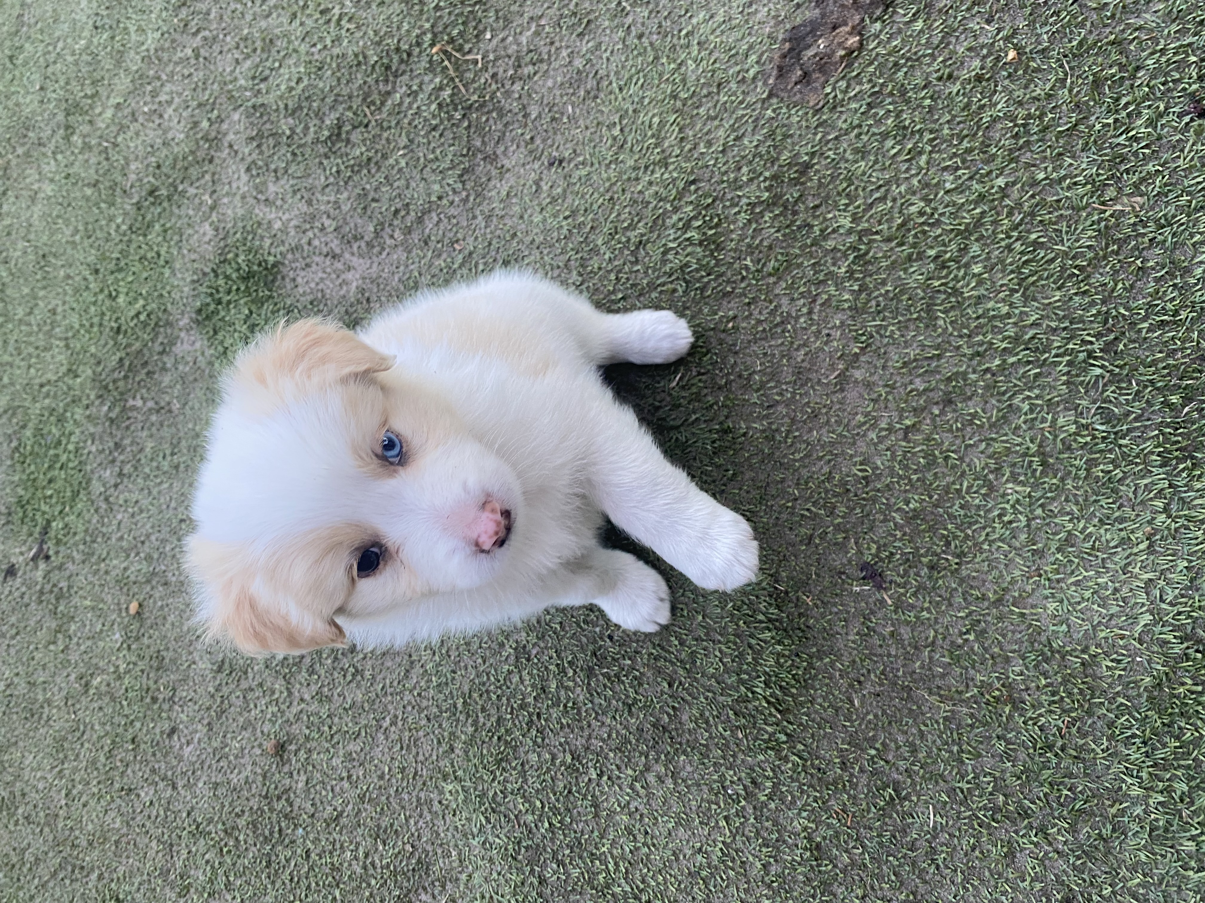 Border Collie – hayley harrison