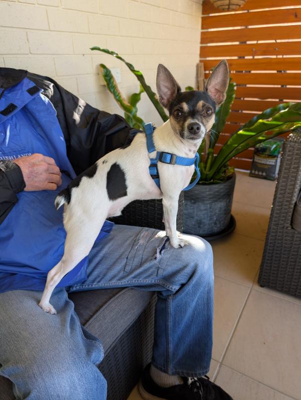 Tenterfield Terrier – Halekulani