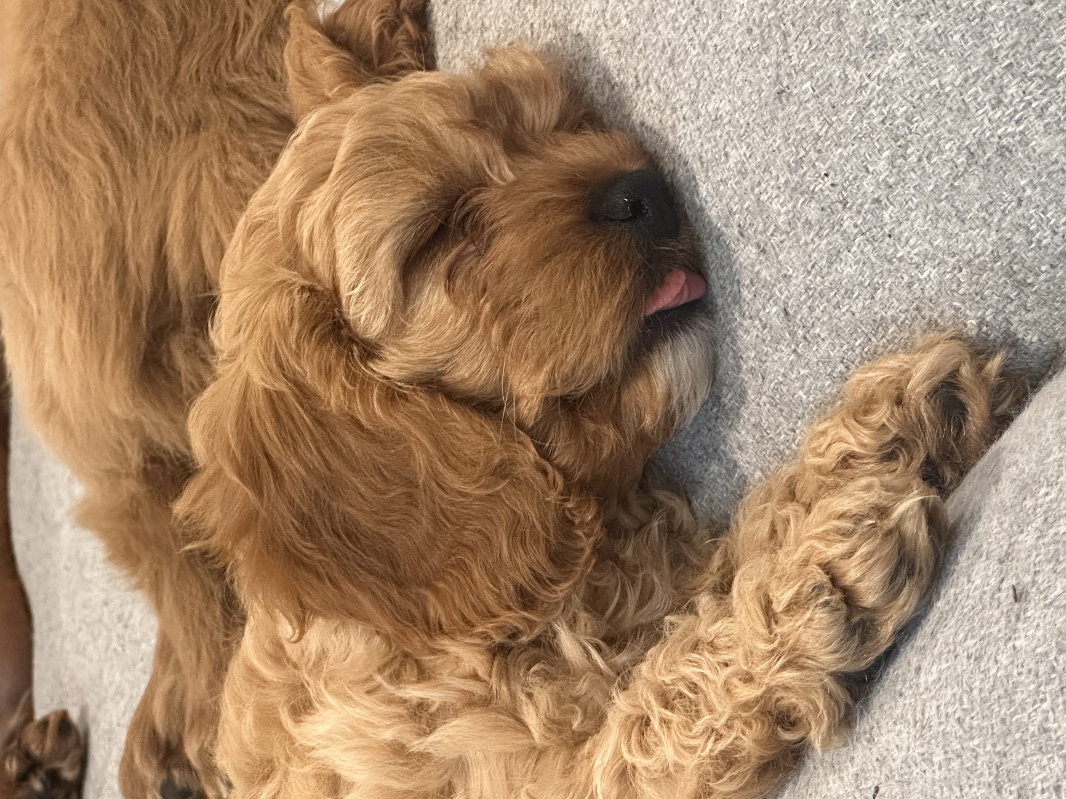 Cavoodle – Maitland