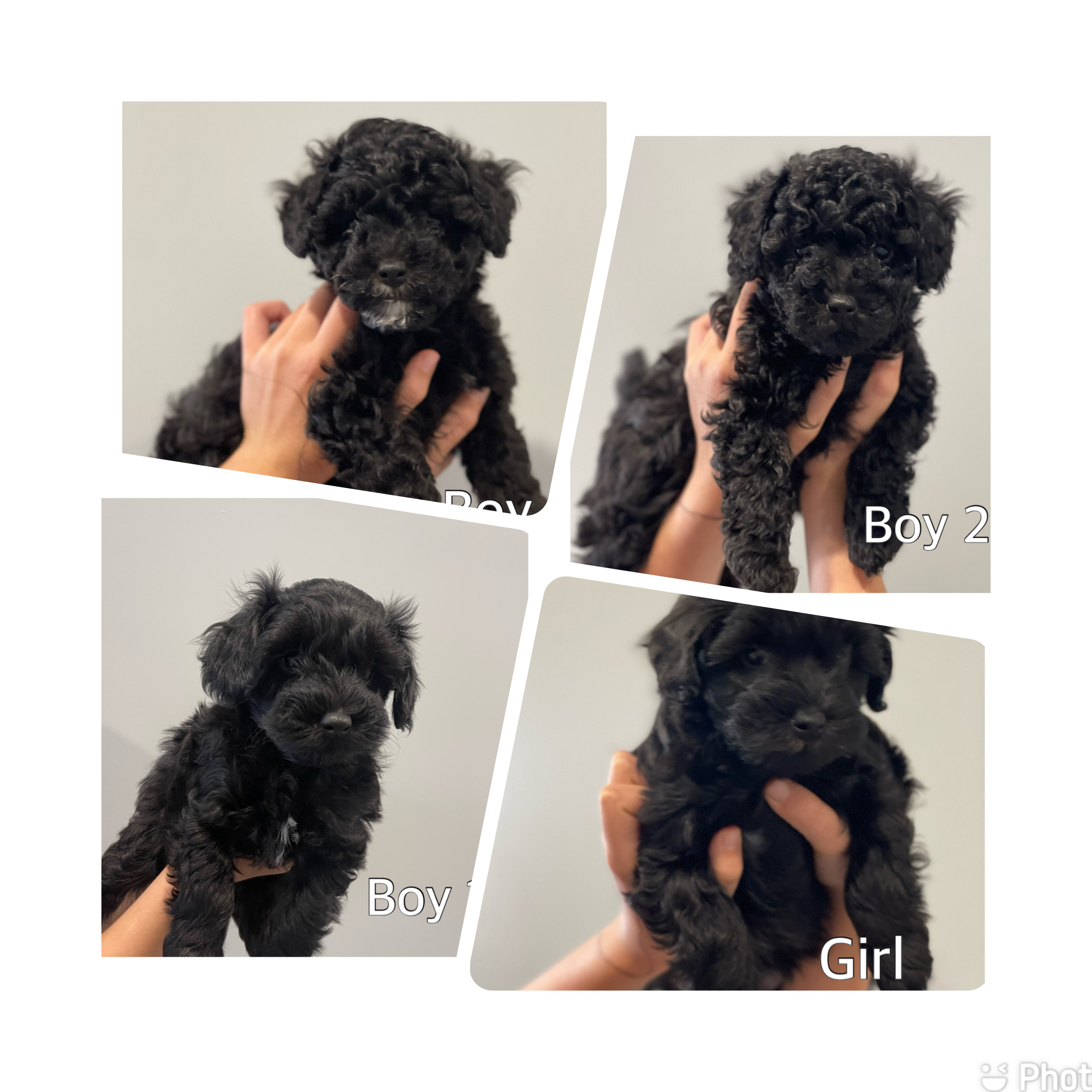 Toy poodle x Maltese puppies