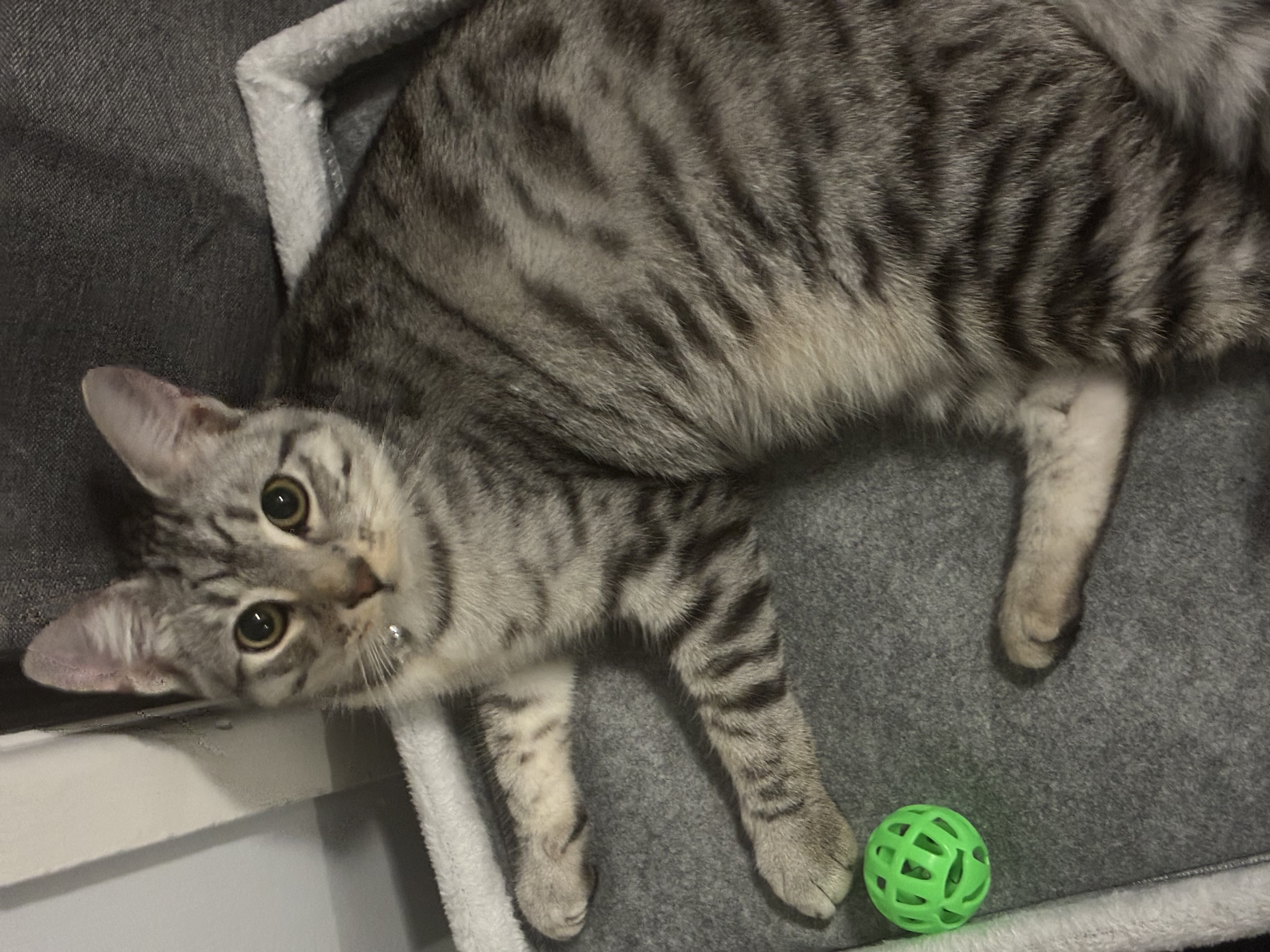 Egyptian Mau – Logan Central