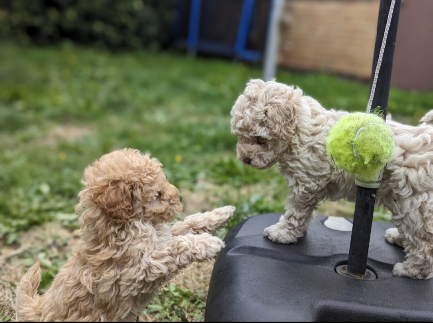 Toy Poodle – Caulfield North