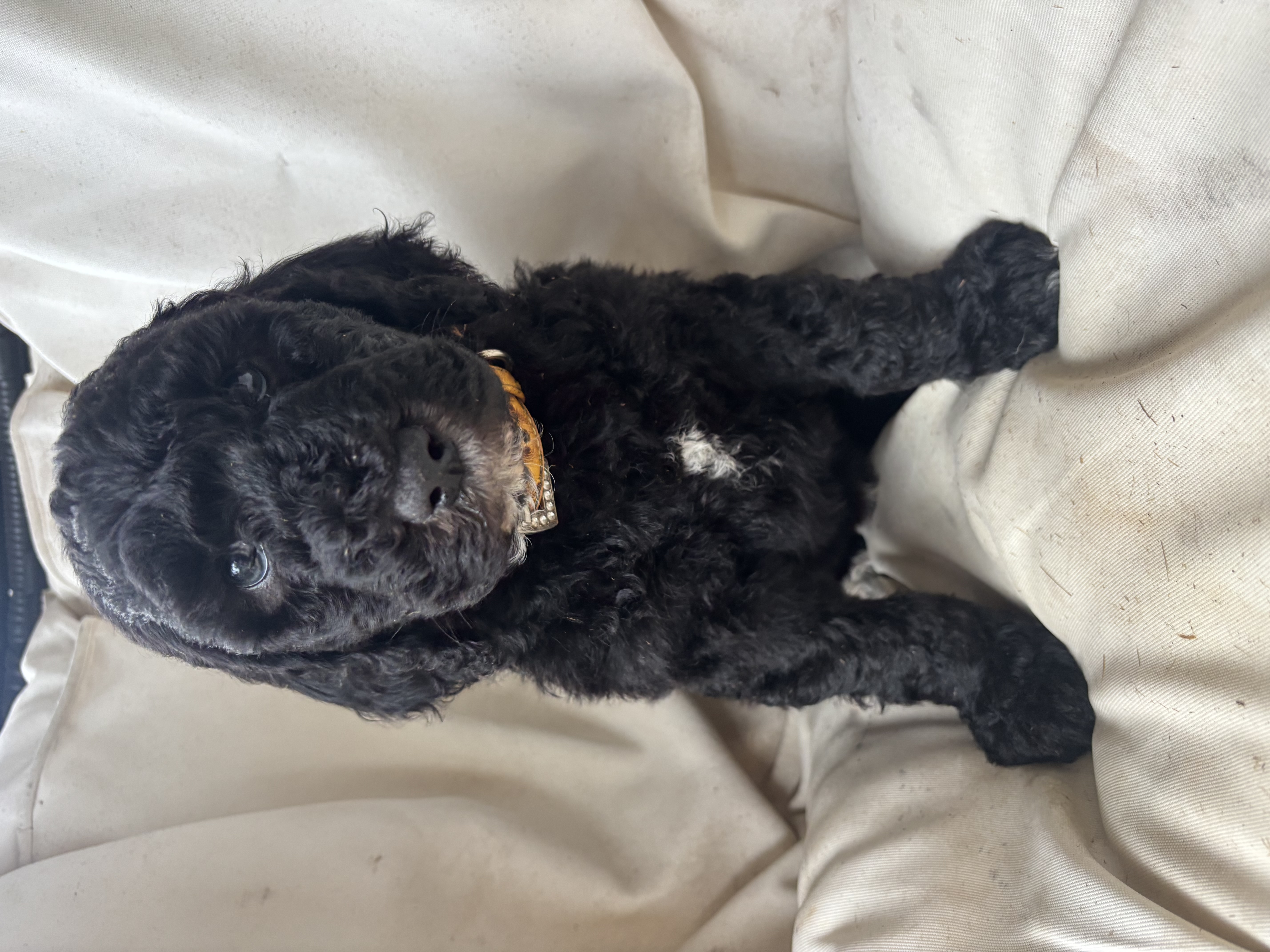 Aussiedoodle – Geelong