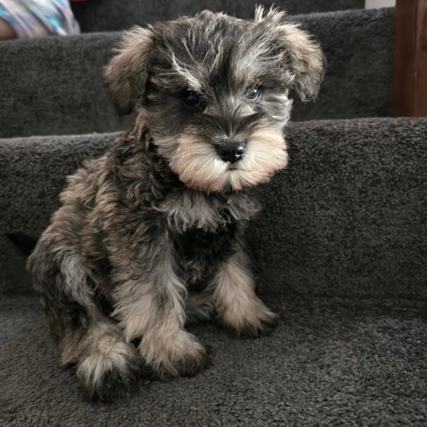 Miniature Schnauzer