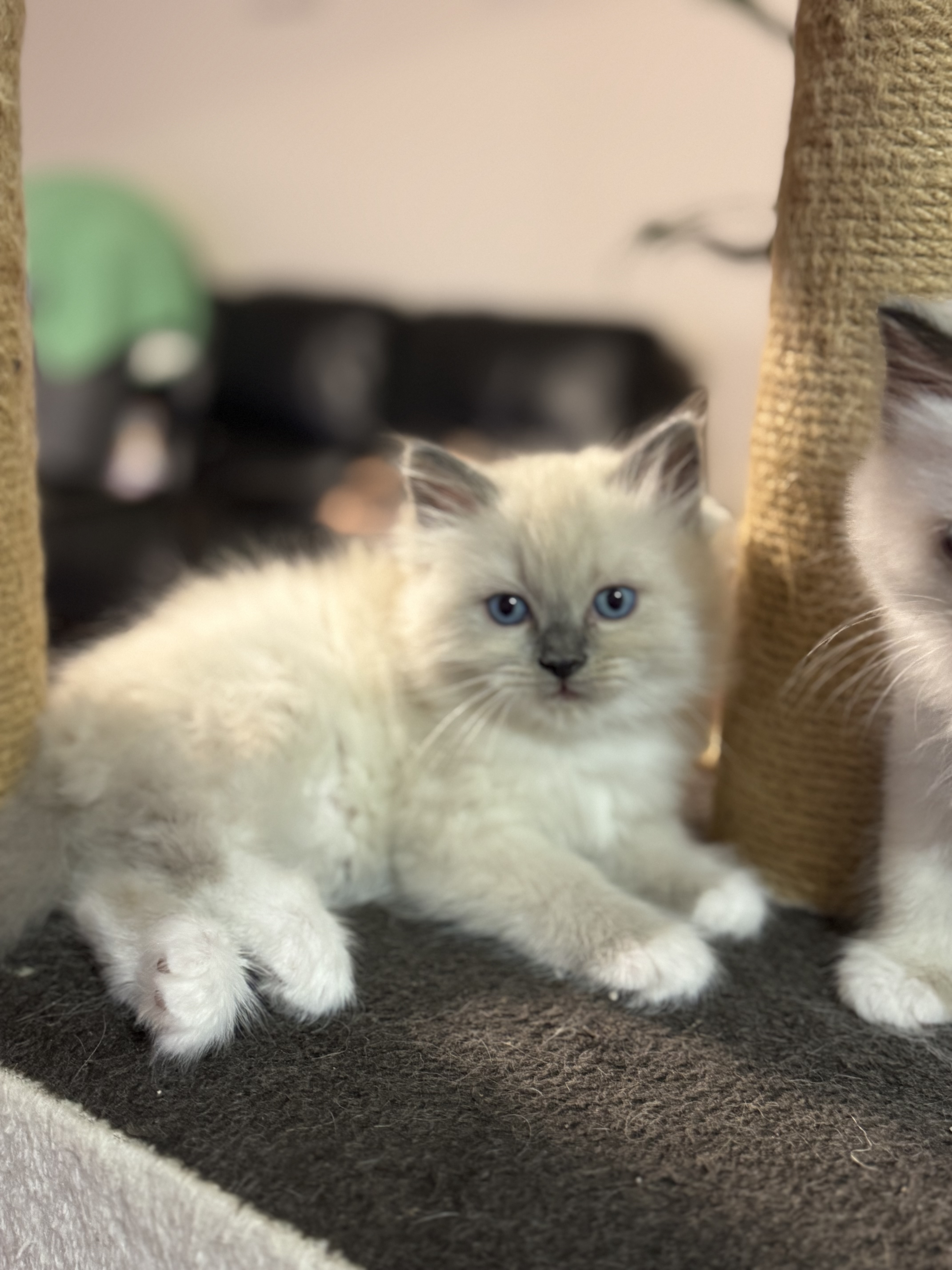 Primavera Ragdoll Ragdoll - Plainland - PetsForHomes