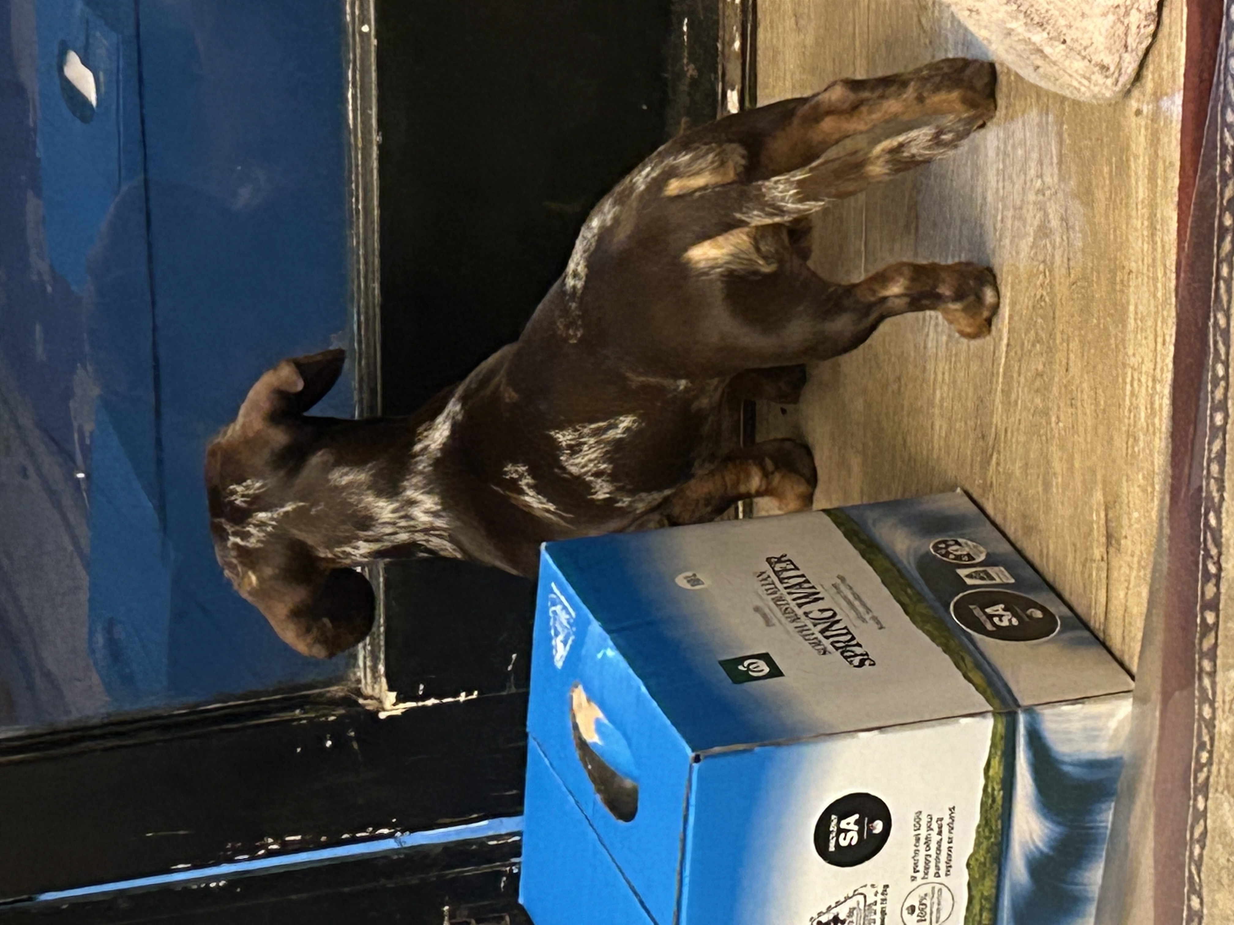 Dachshund – Ravenswood