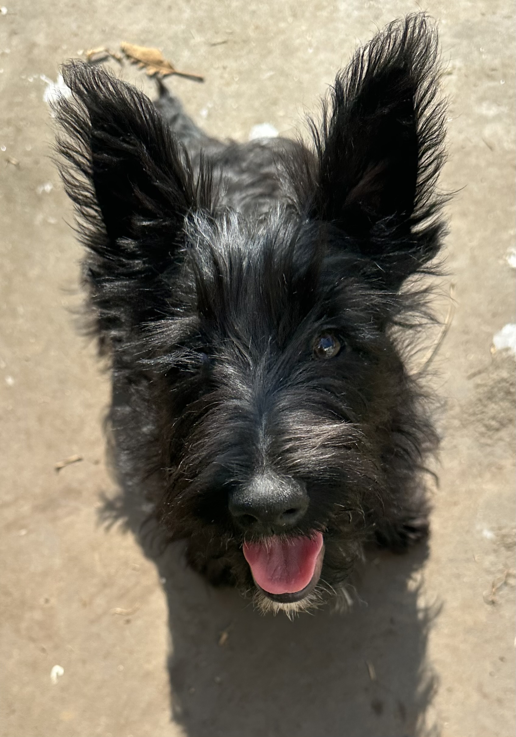 Scottish Terrier – Caroline Springs