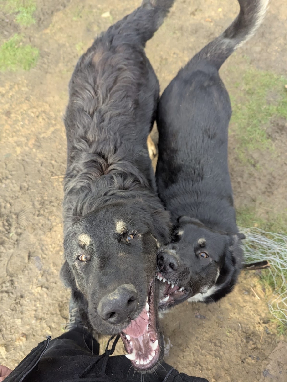 German Shepherd – Henrietta
