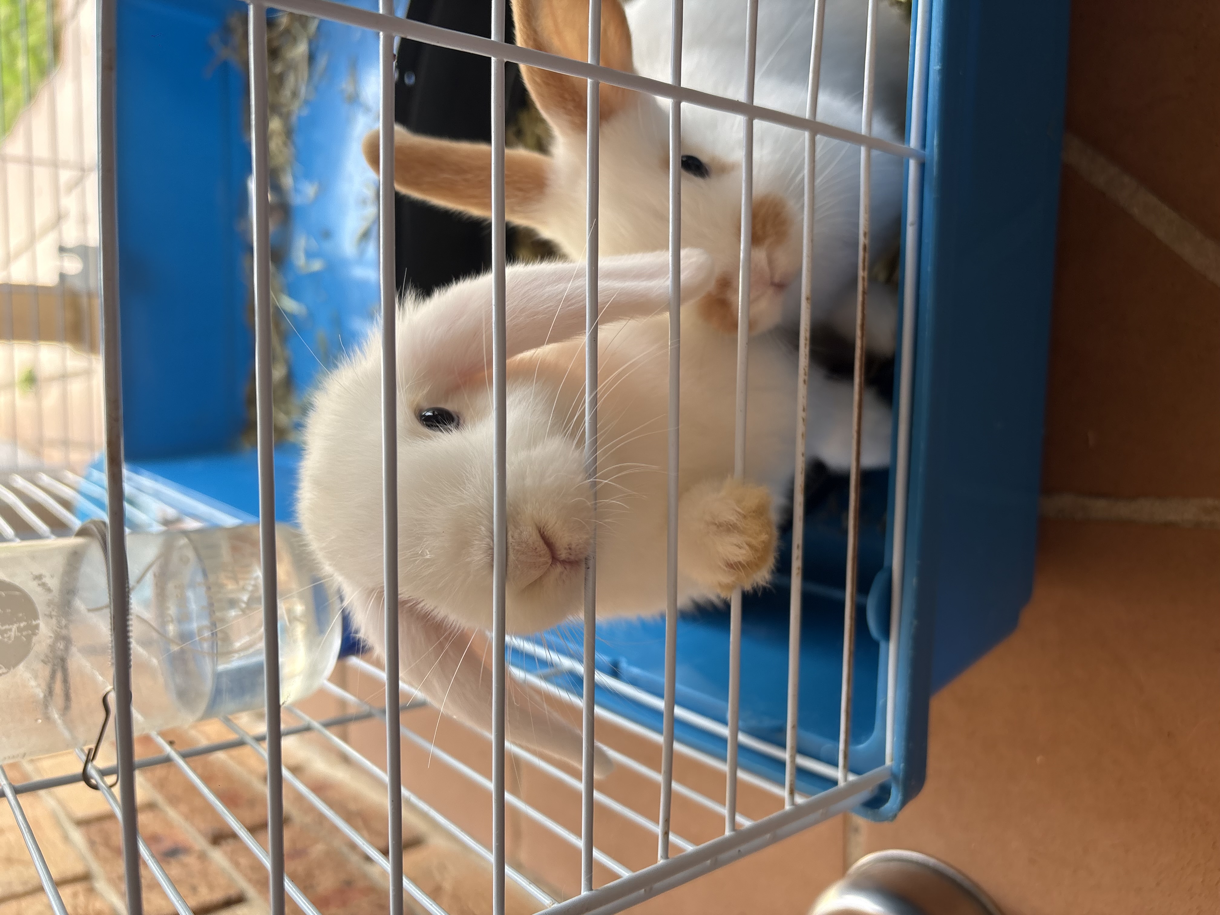 Rabbit – Bonnyrigg