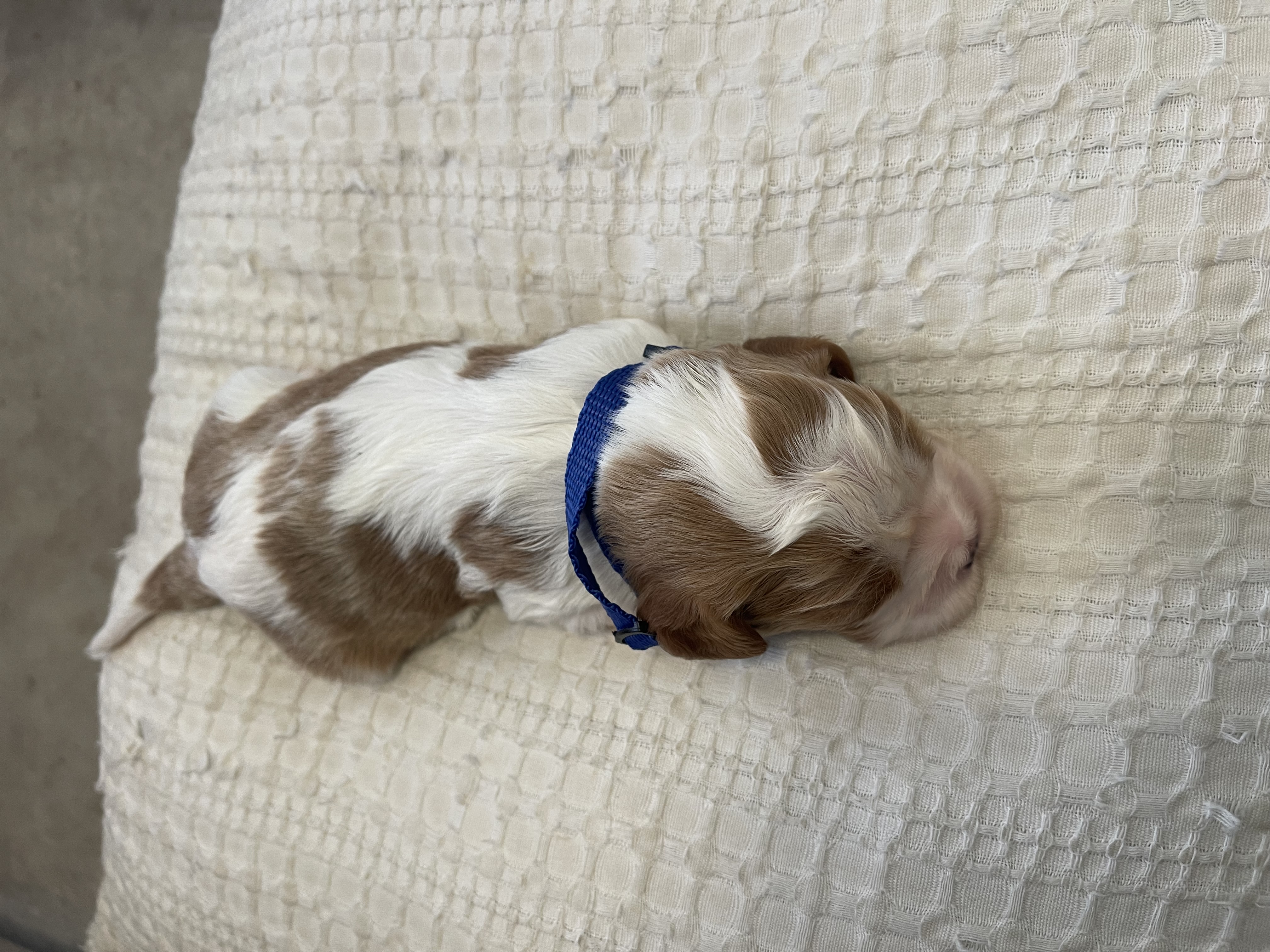 Cavalier King Charles Spaniel – Calliope