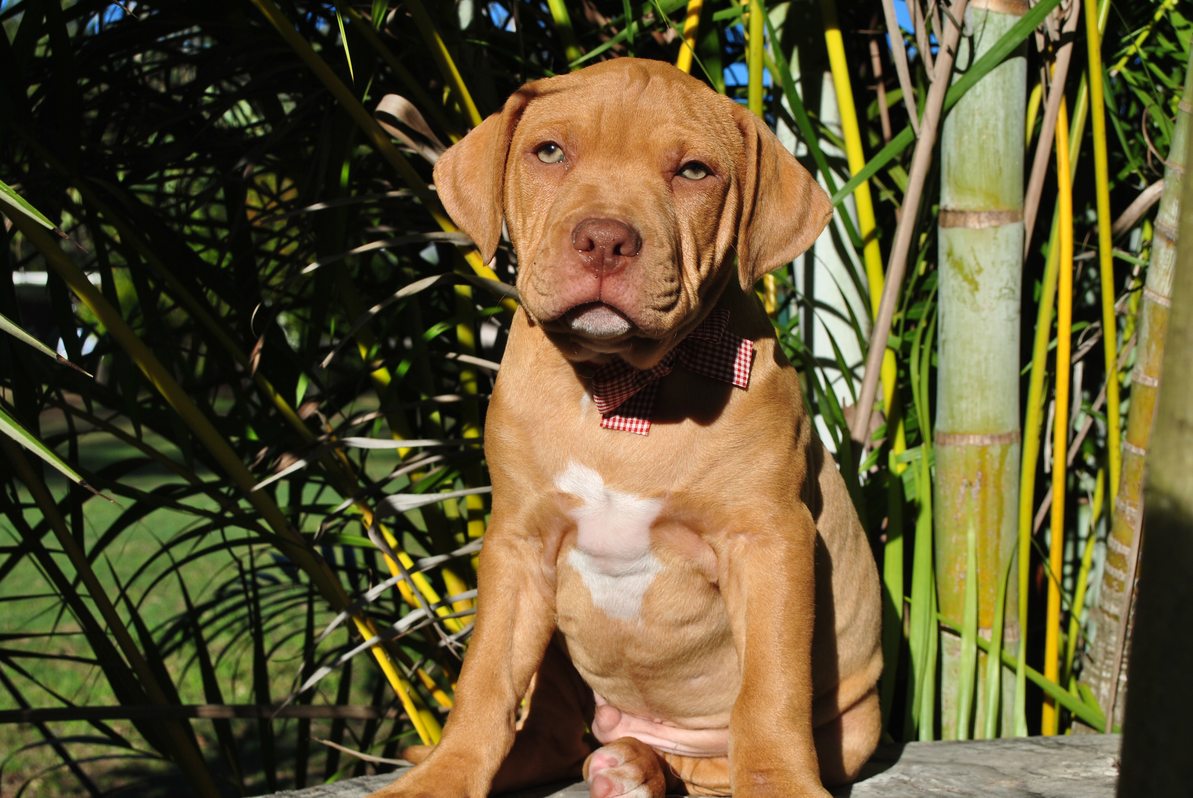 American Staffordshire Bull Terrier – Red Royalty Canines