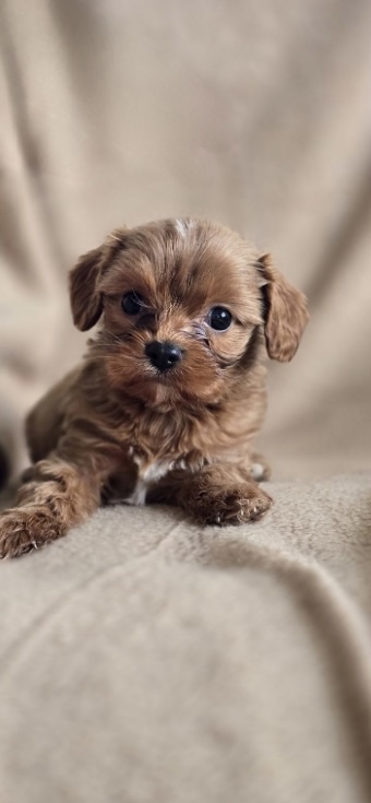 Toy Cavoodle – Camperdown