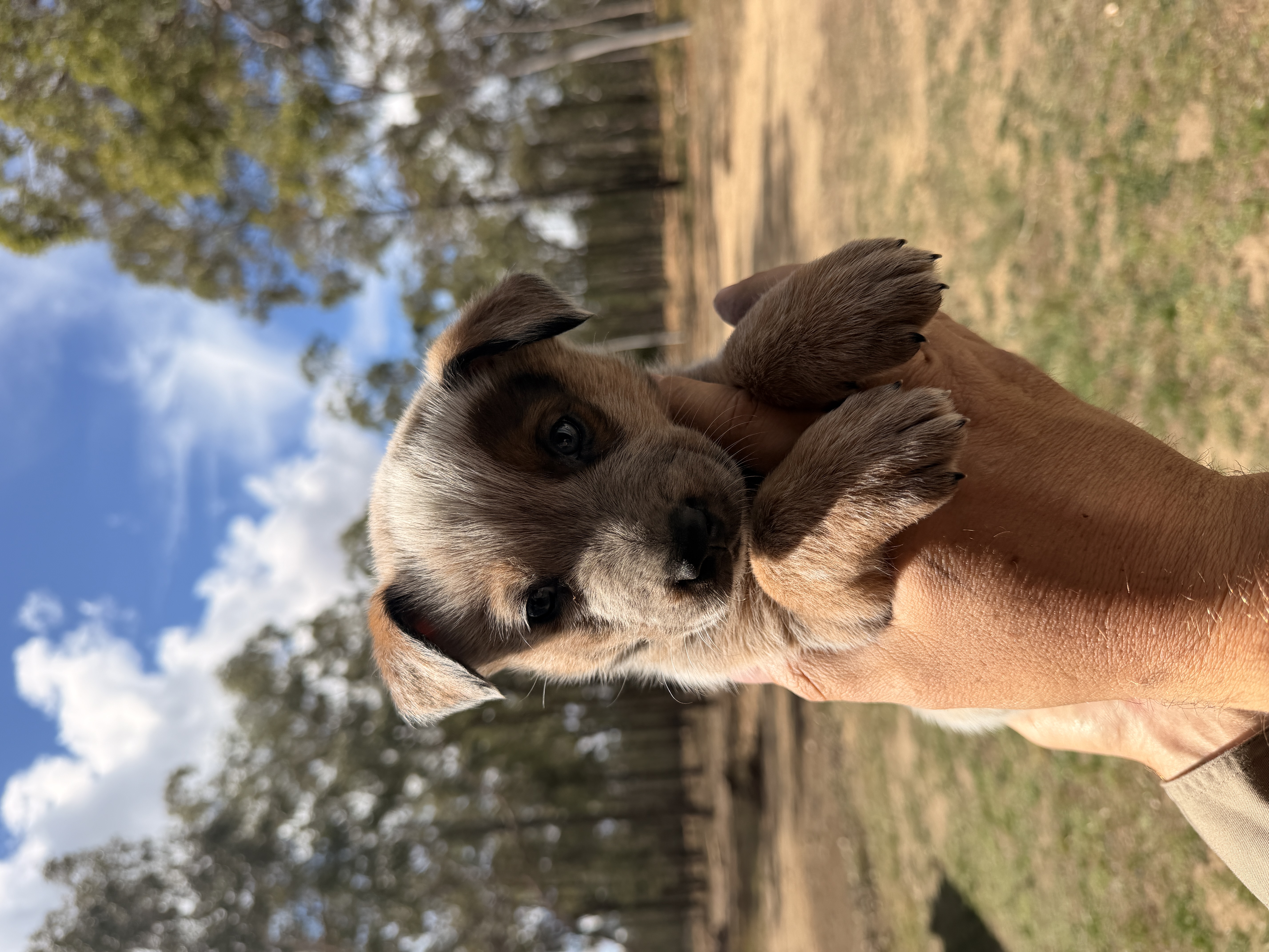 Australian Cattle Dog – Millmerran