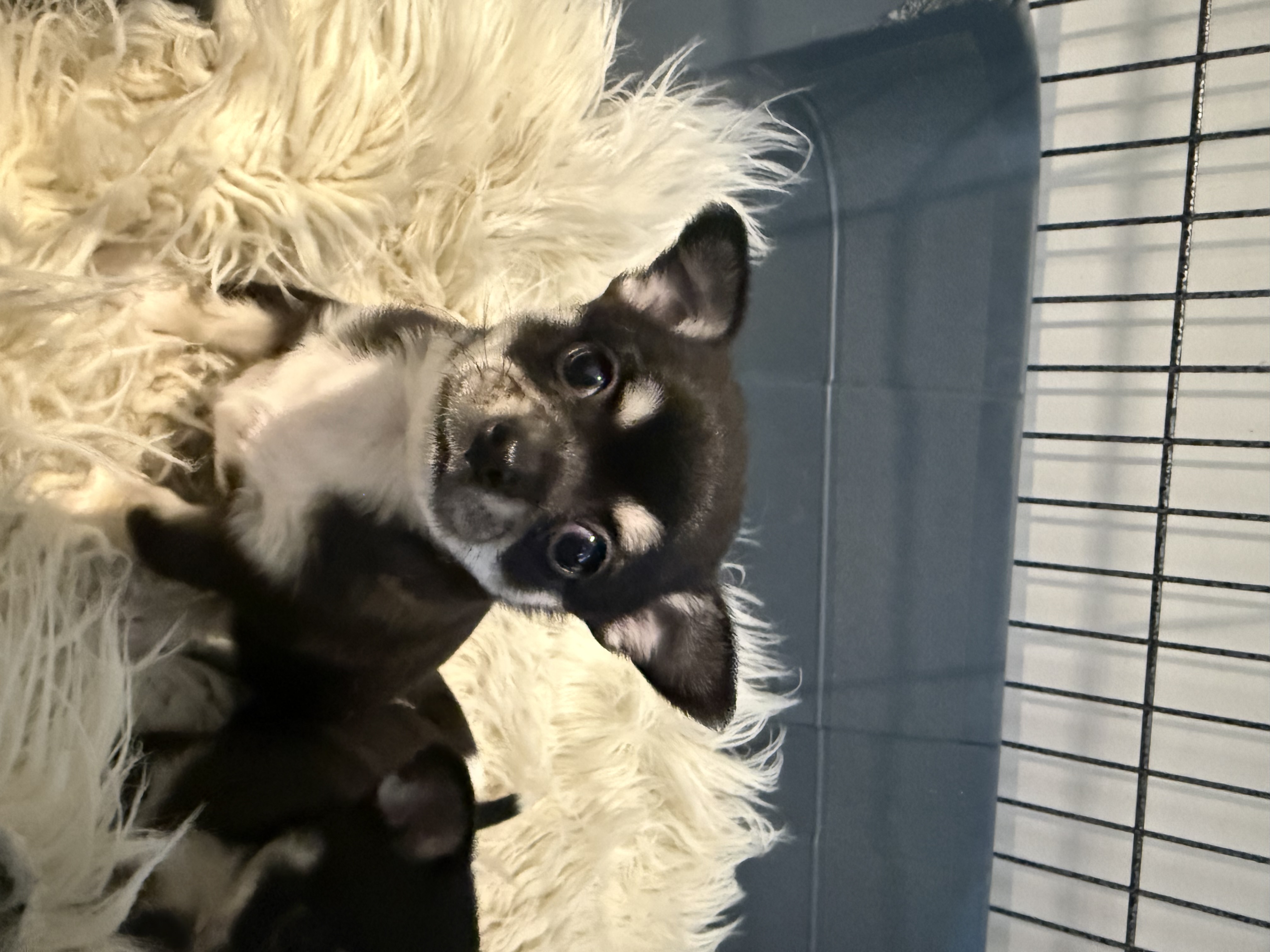 Chihuahua – Traralgon