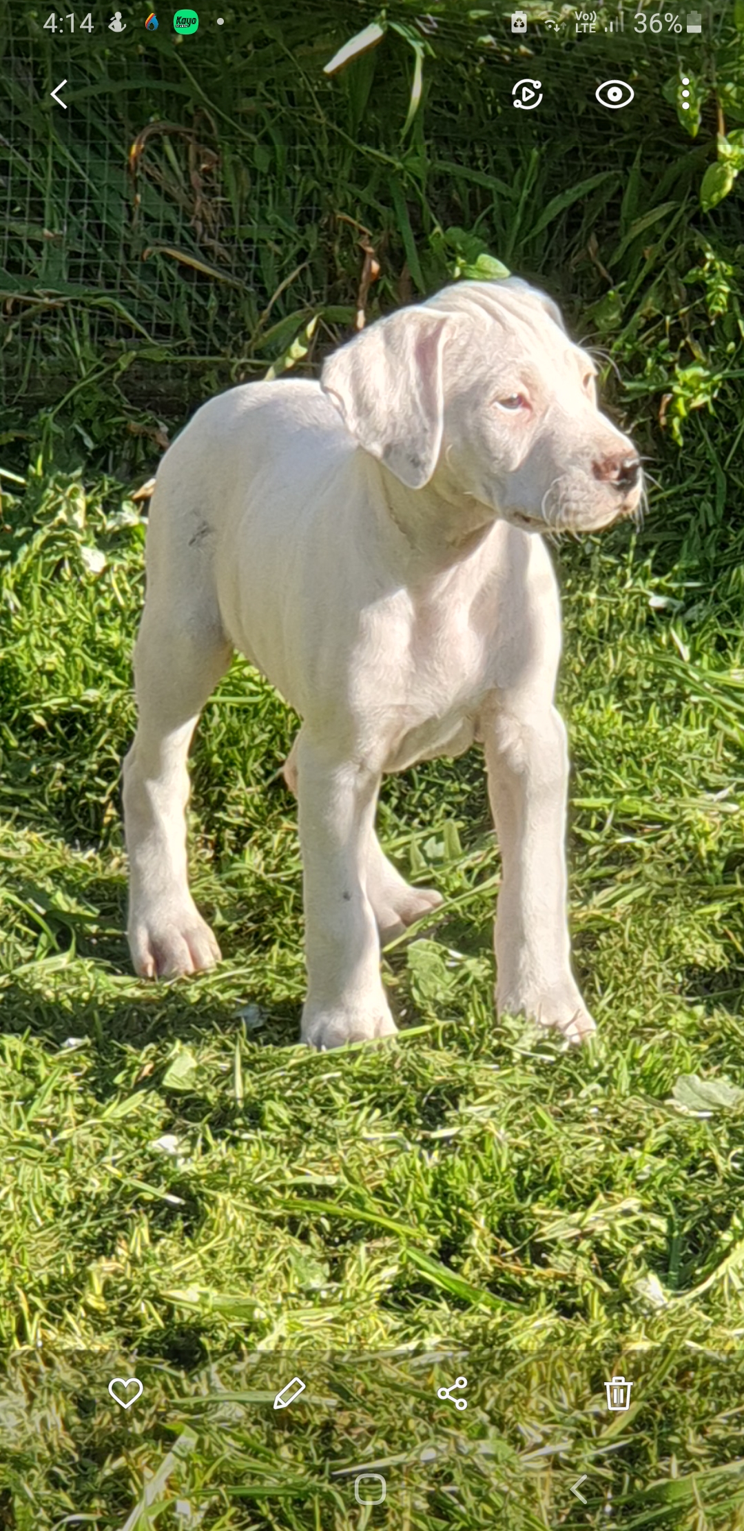Bull Arab x GSP puppies looking for their forever home