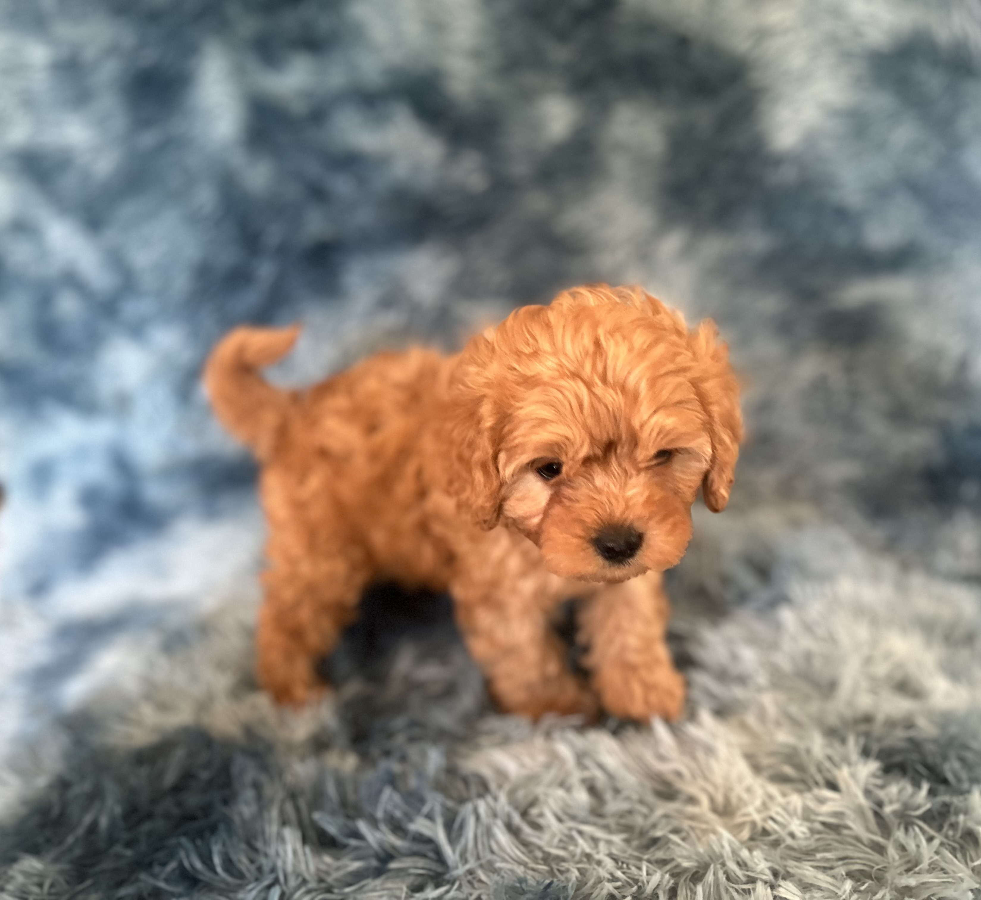 Toy Cavoodle – Orange