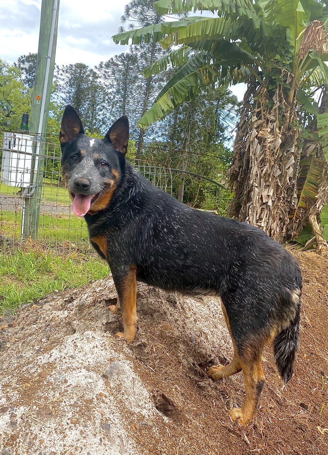Australian Cattle Dog – Buderim
