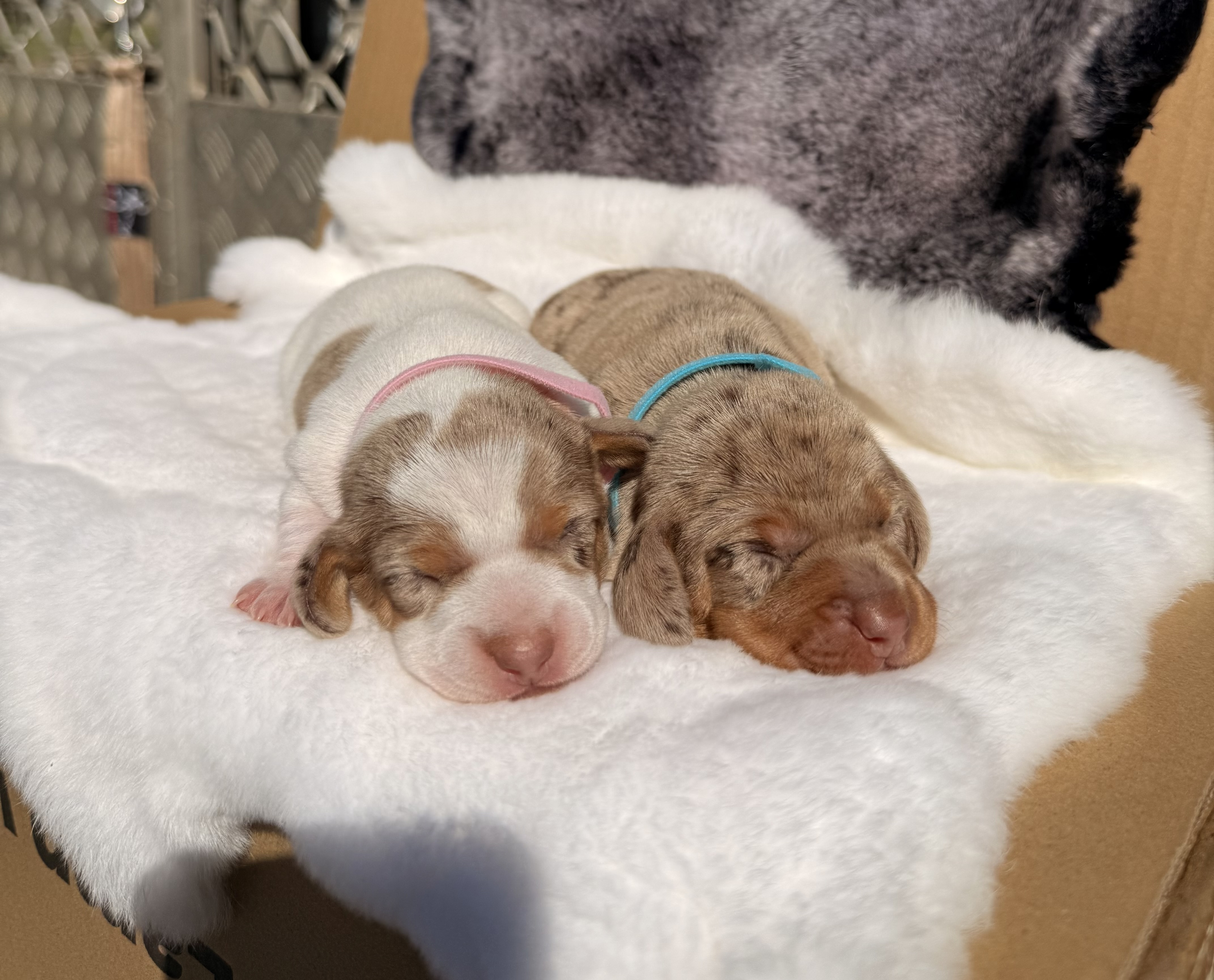 Dachshund – Toowoomba
