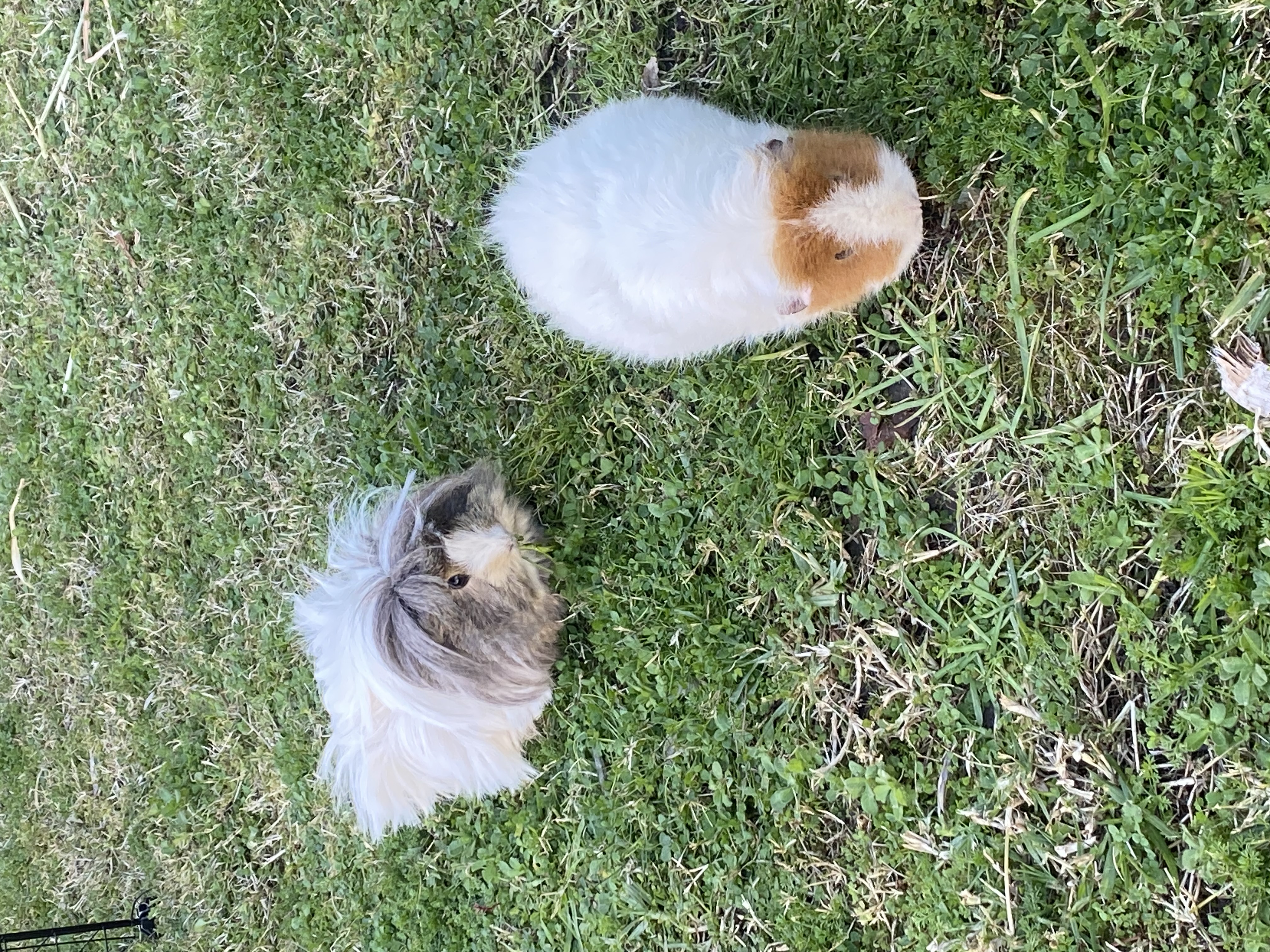 Guinea Pig – Granville