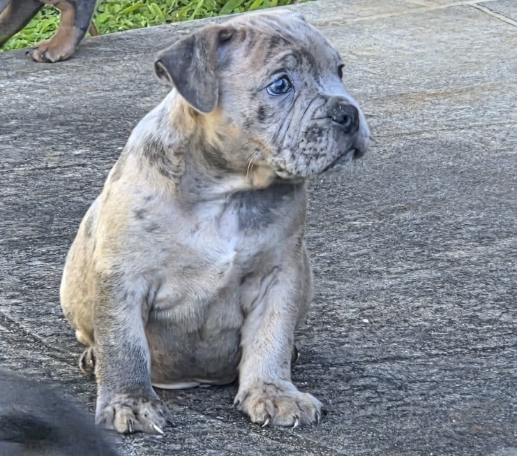 British Bulldog – Redland