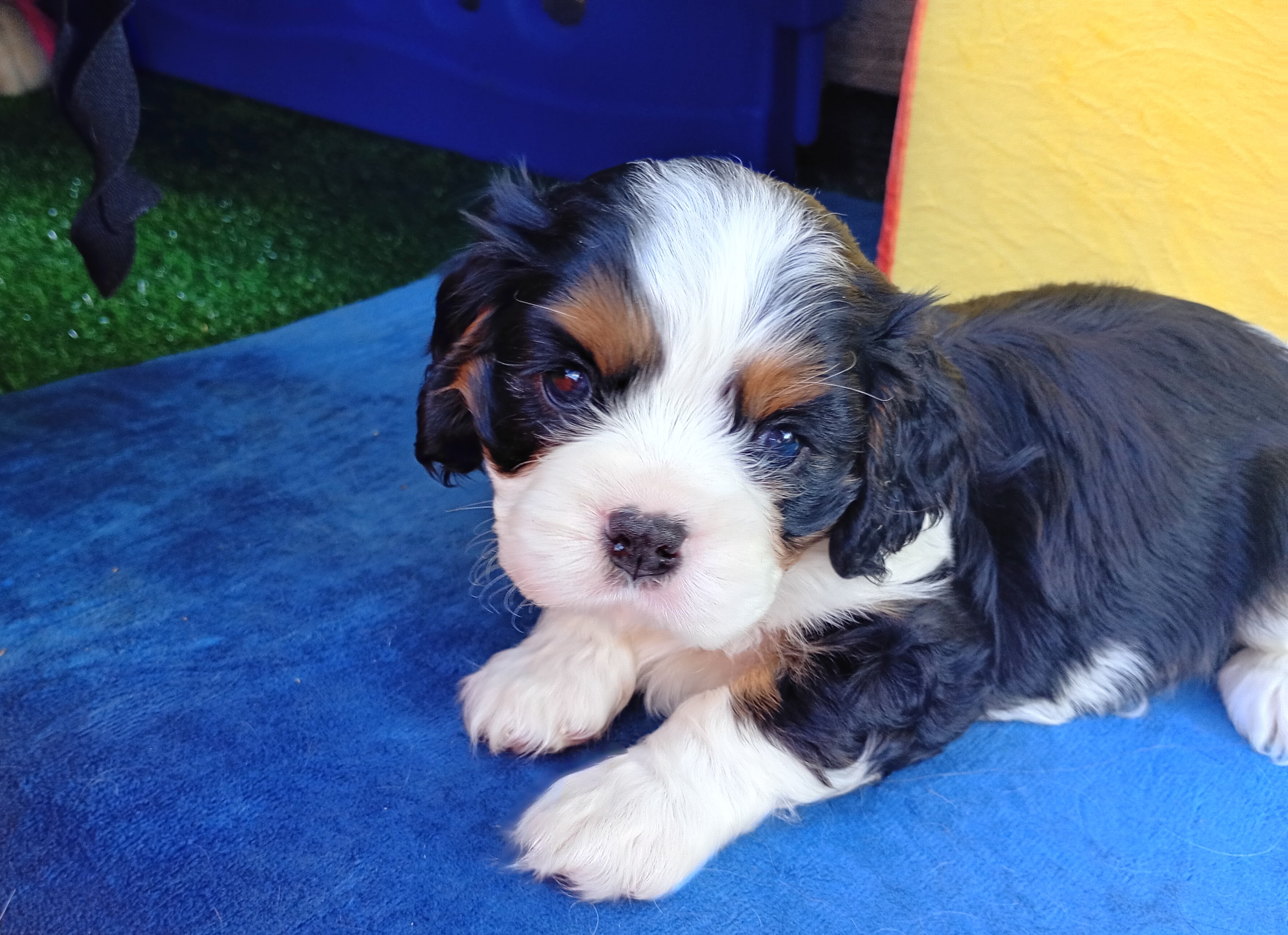 Dogs – Cohuna