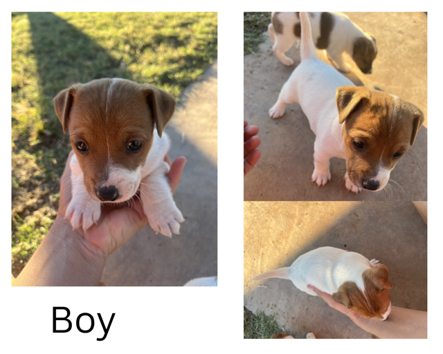 Jack Russell – Boulia