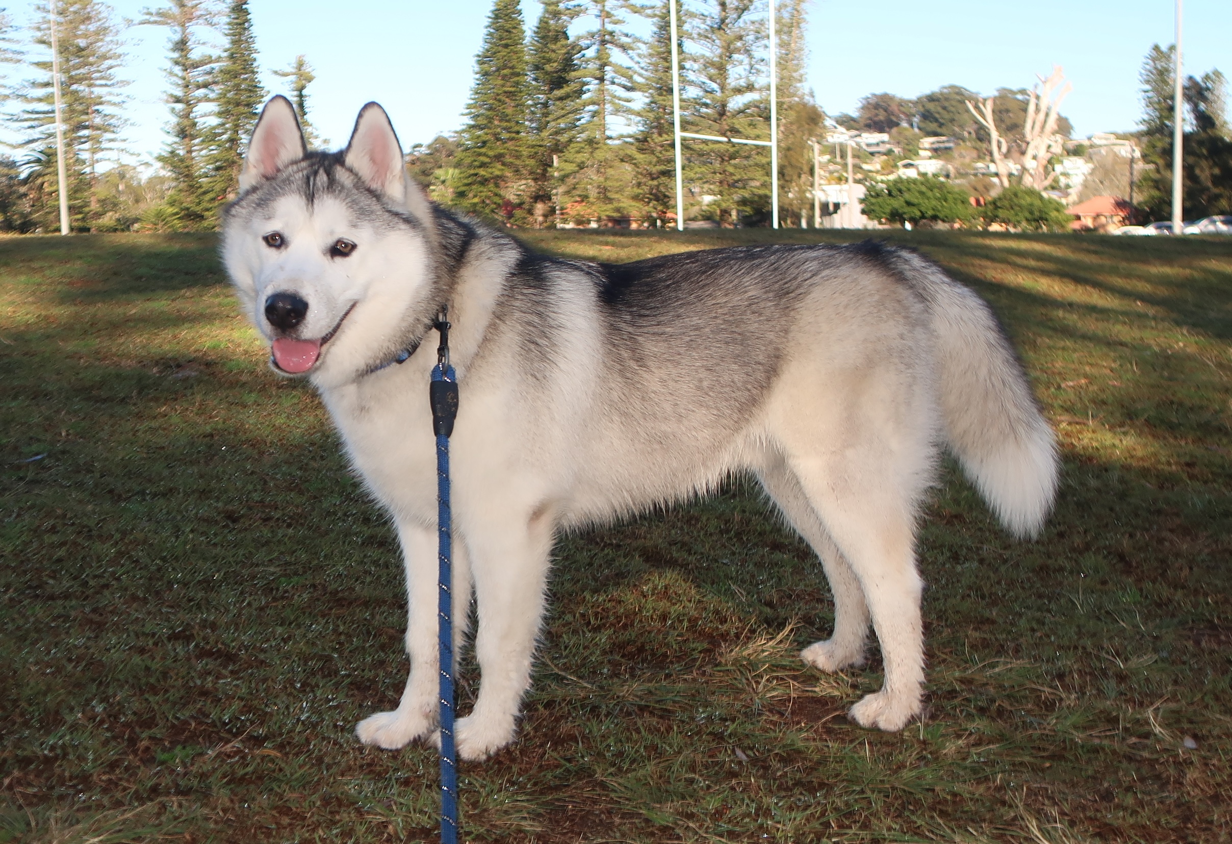 Husky – Avoca