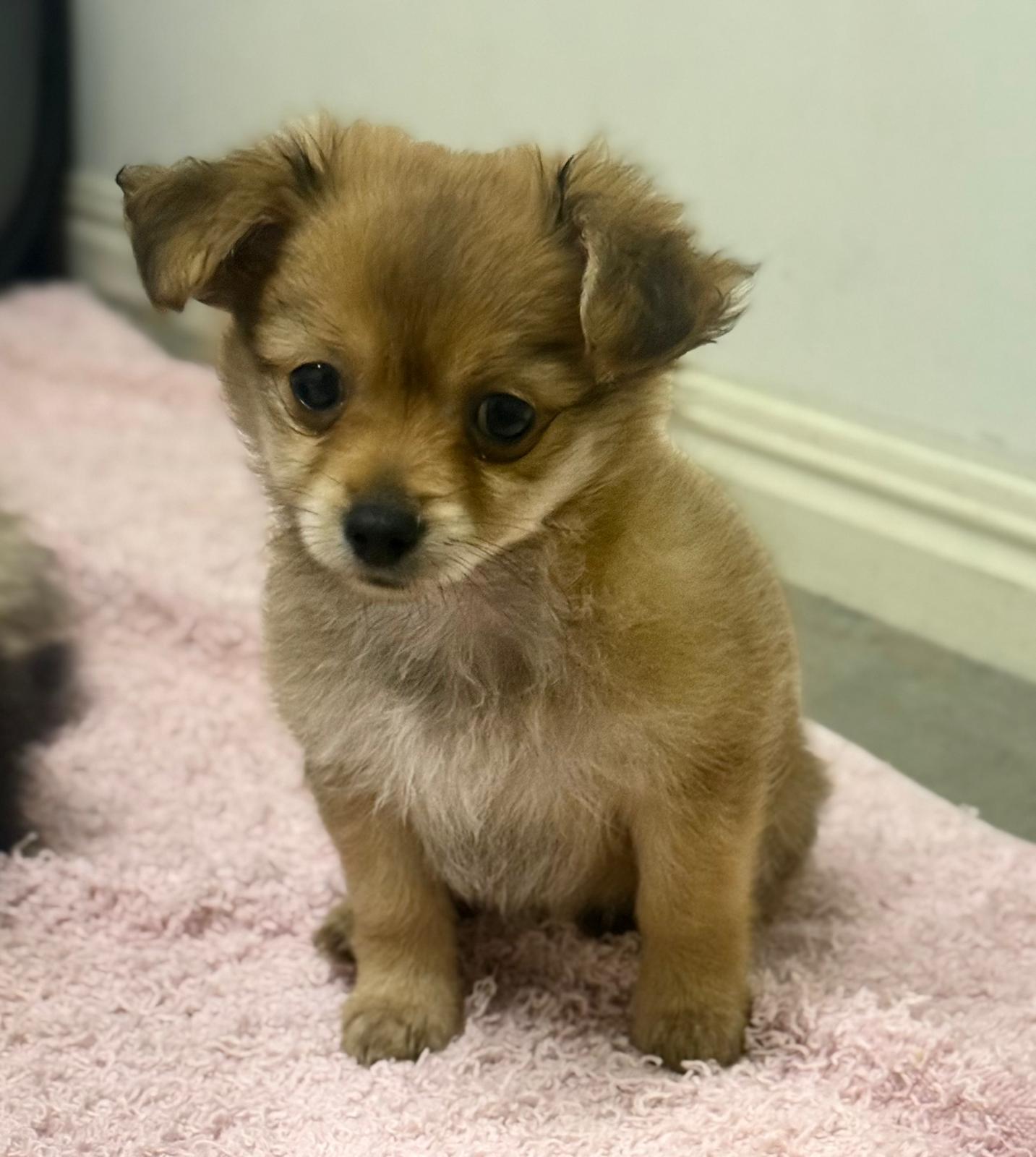 Pomeranian – Wynnum West