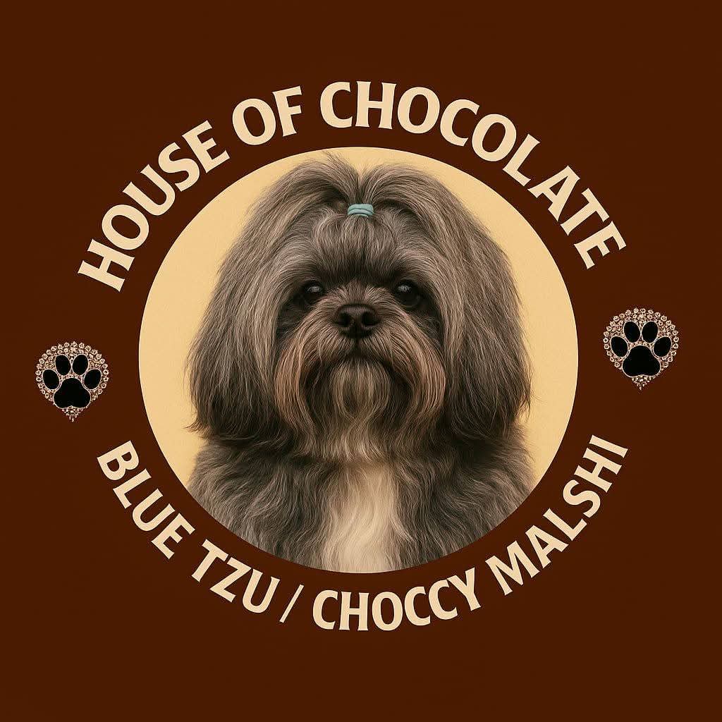 Shih Tzu & Maltese Shih Tzu