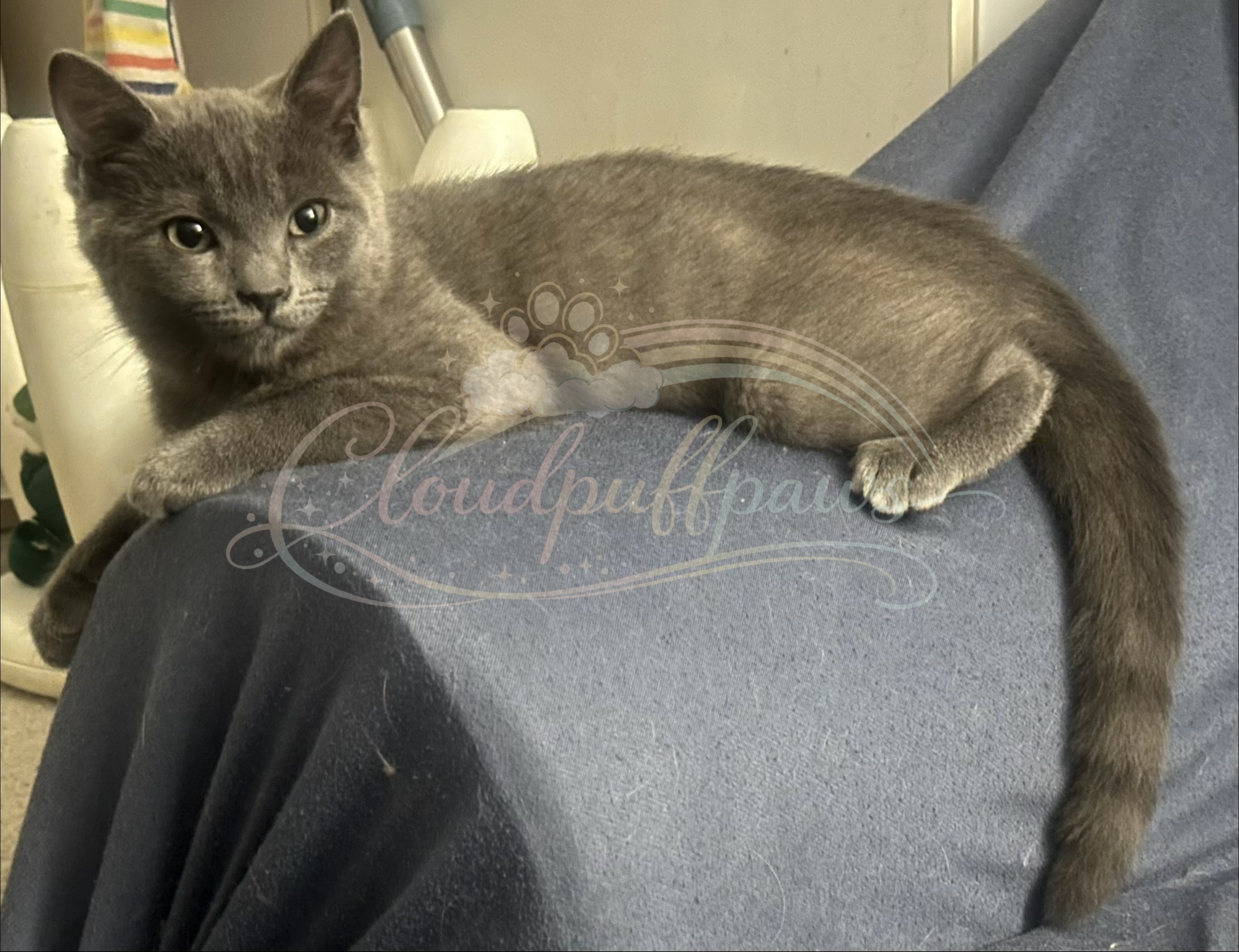 British Shorthair – Strathfield