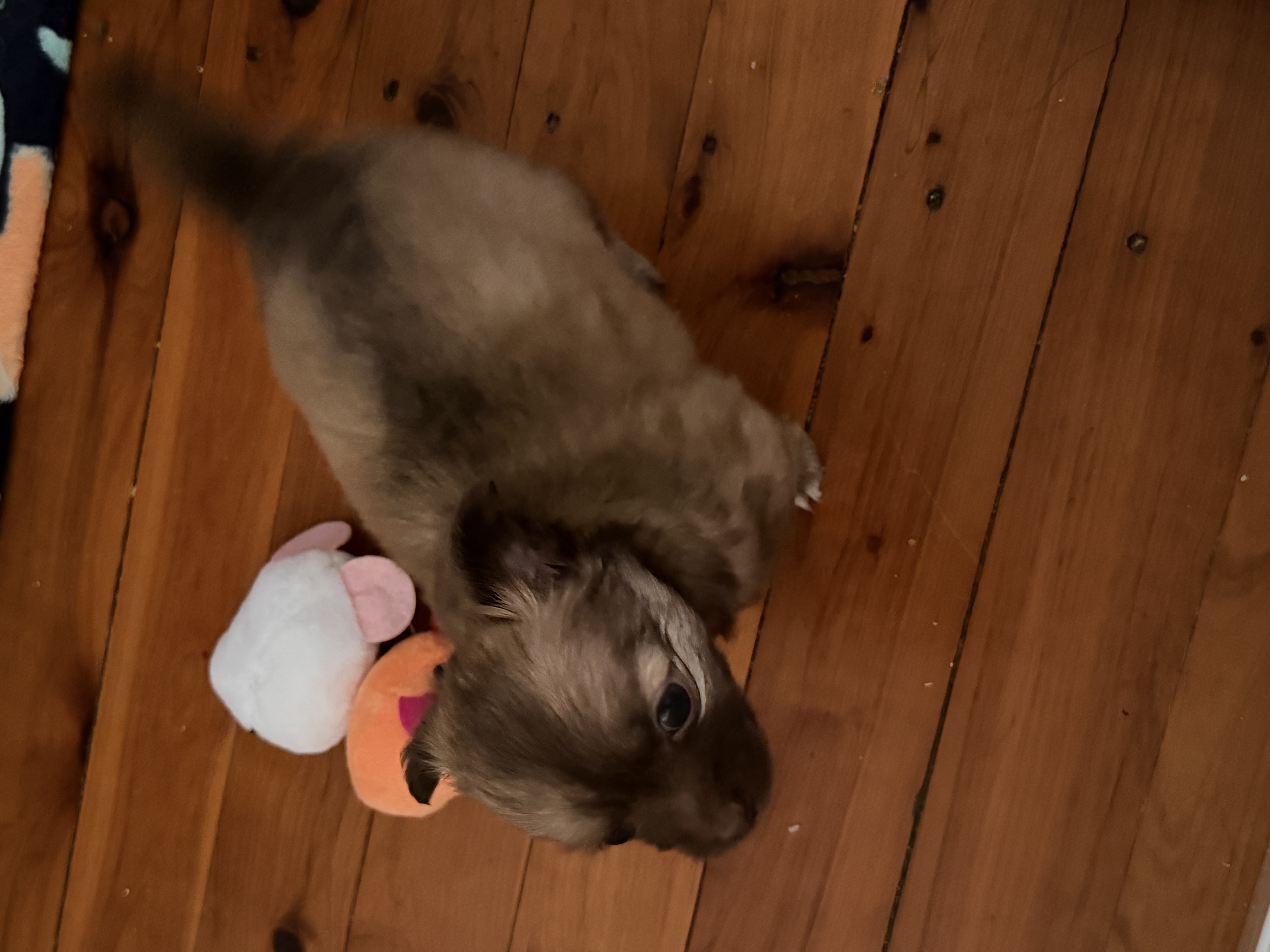 Chihuahua – Lawnton