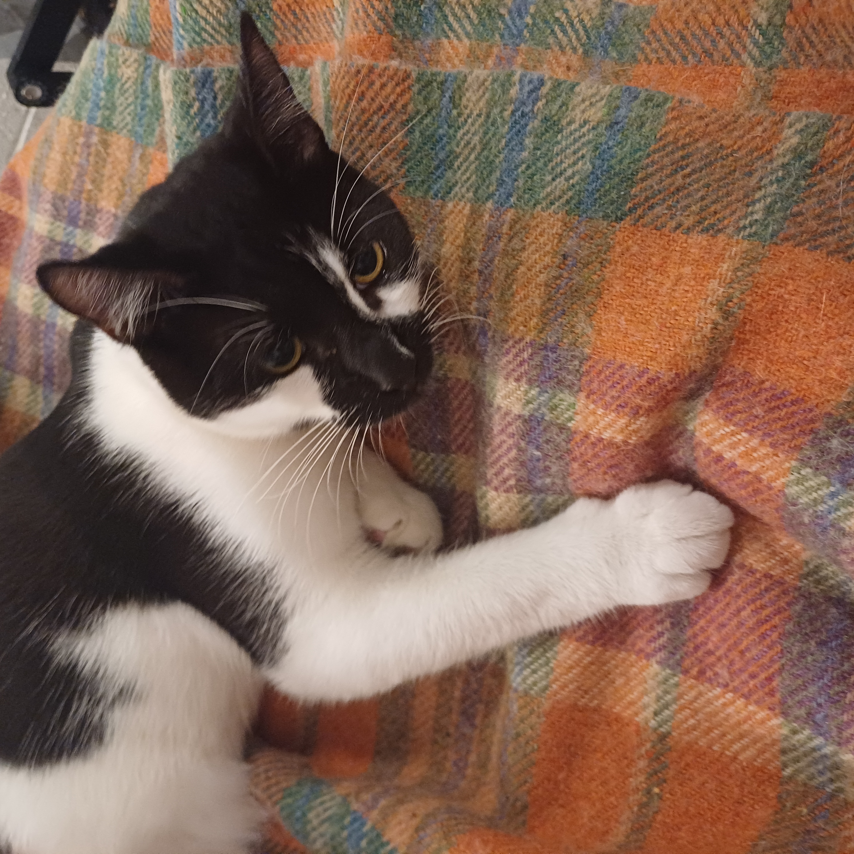 Domestic Short Hair (DSH) – Bondi