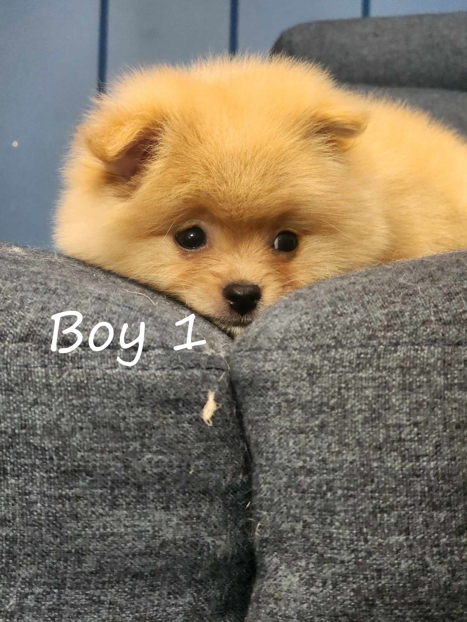 Pomeranian – Raby