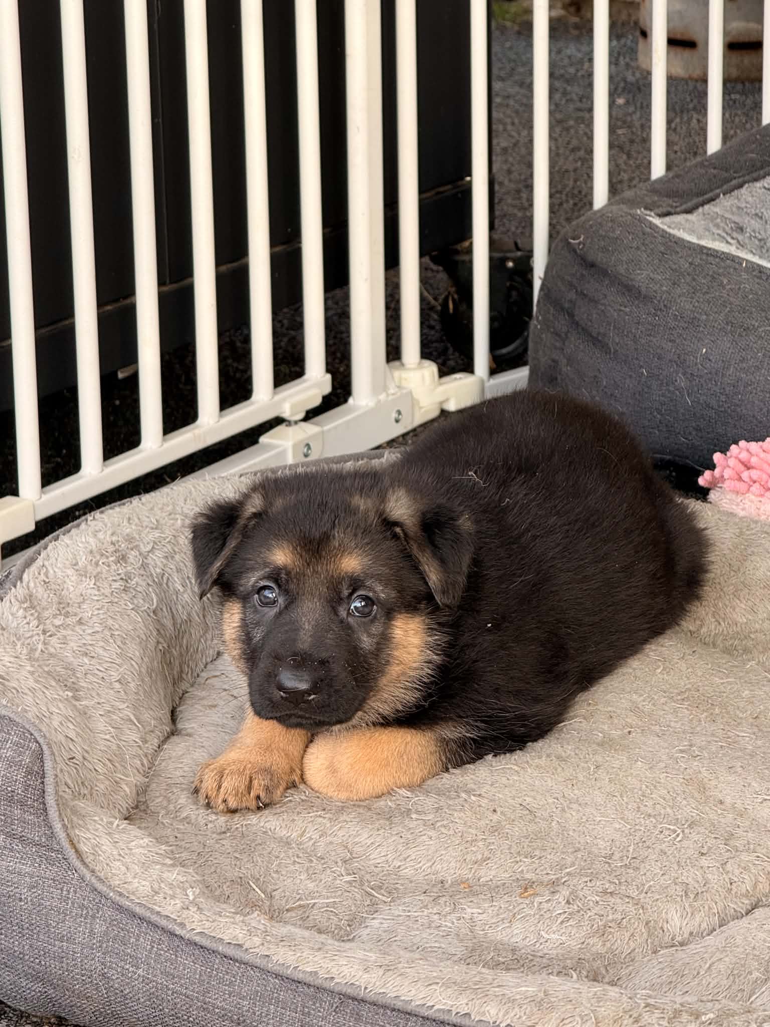 German Shepherd – Kelly Muscat