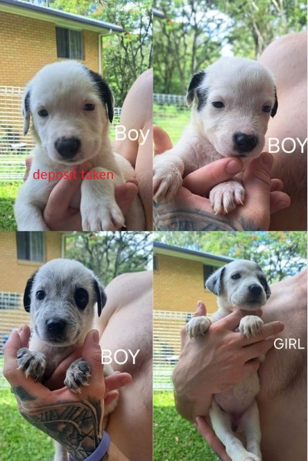 Maremma Sheepdog – Gailes