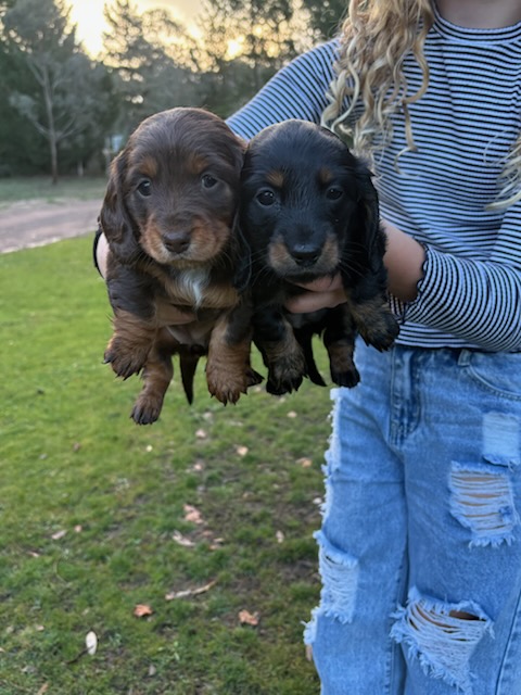 Dachshund – Wamboin