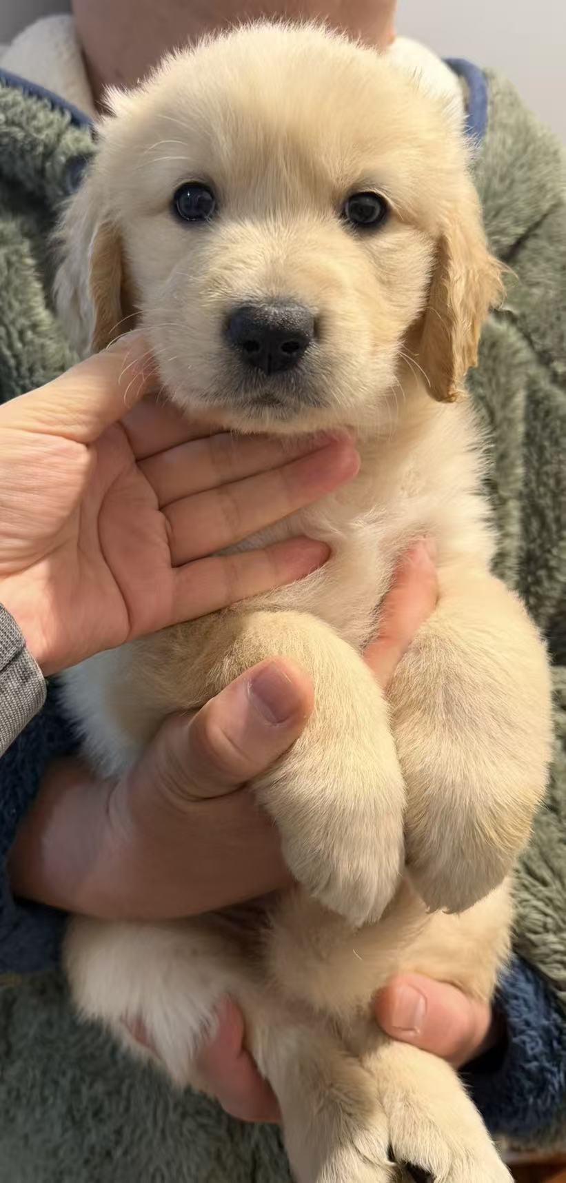 Golden Retriever – Deepdene
