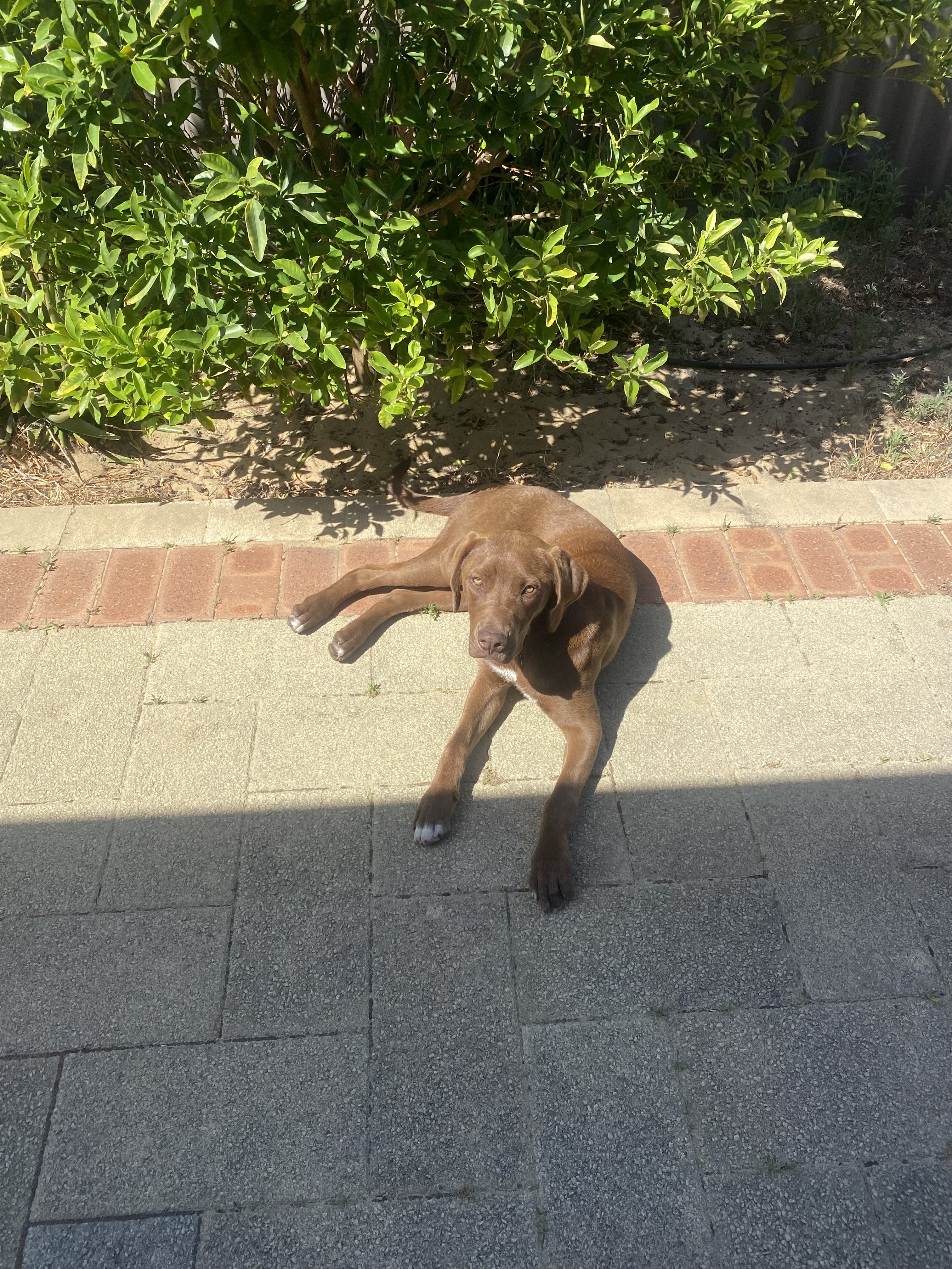 Labrador Retriever – Winthrop