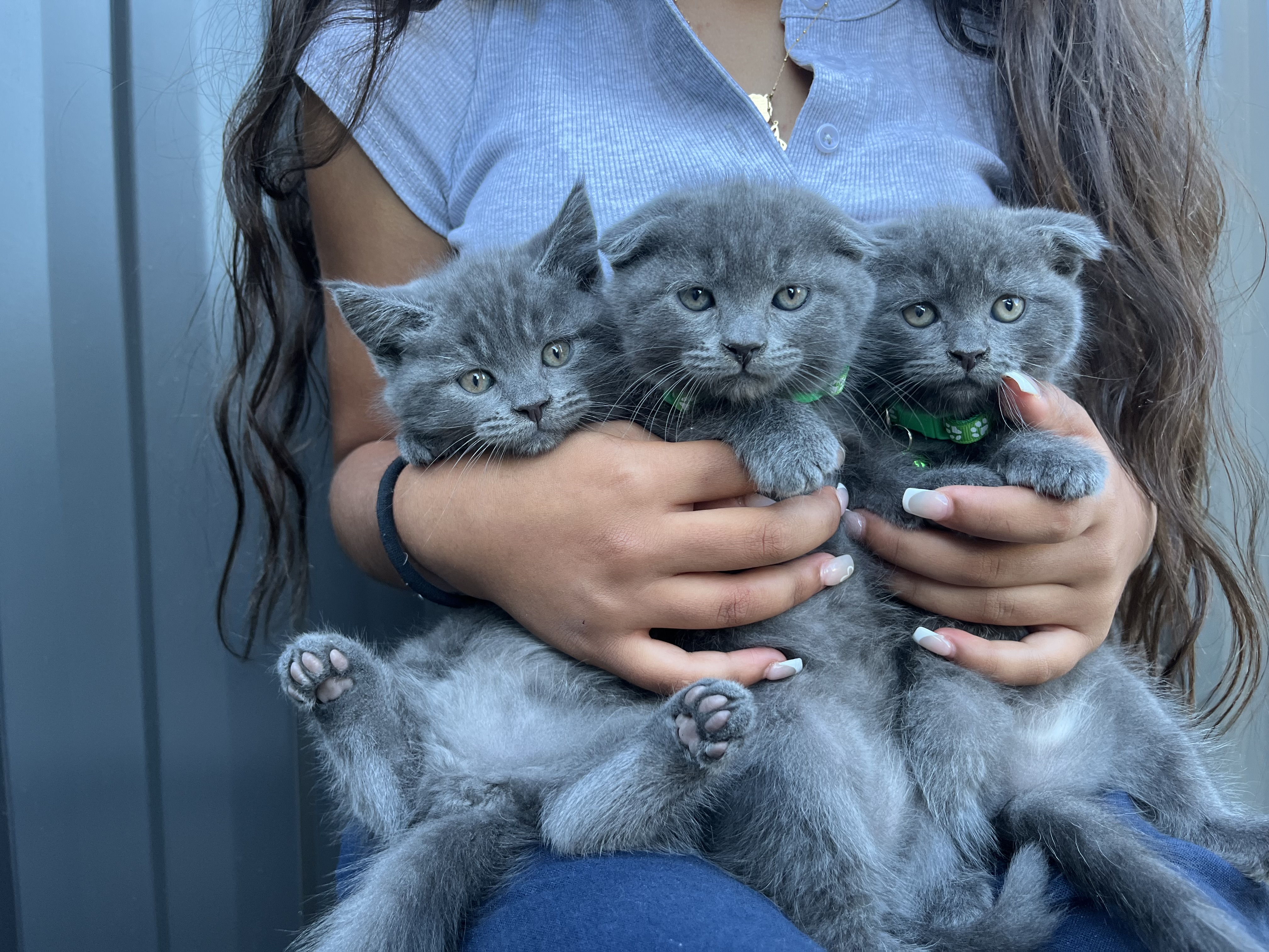 Maine Coon – Epping