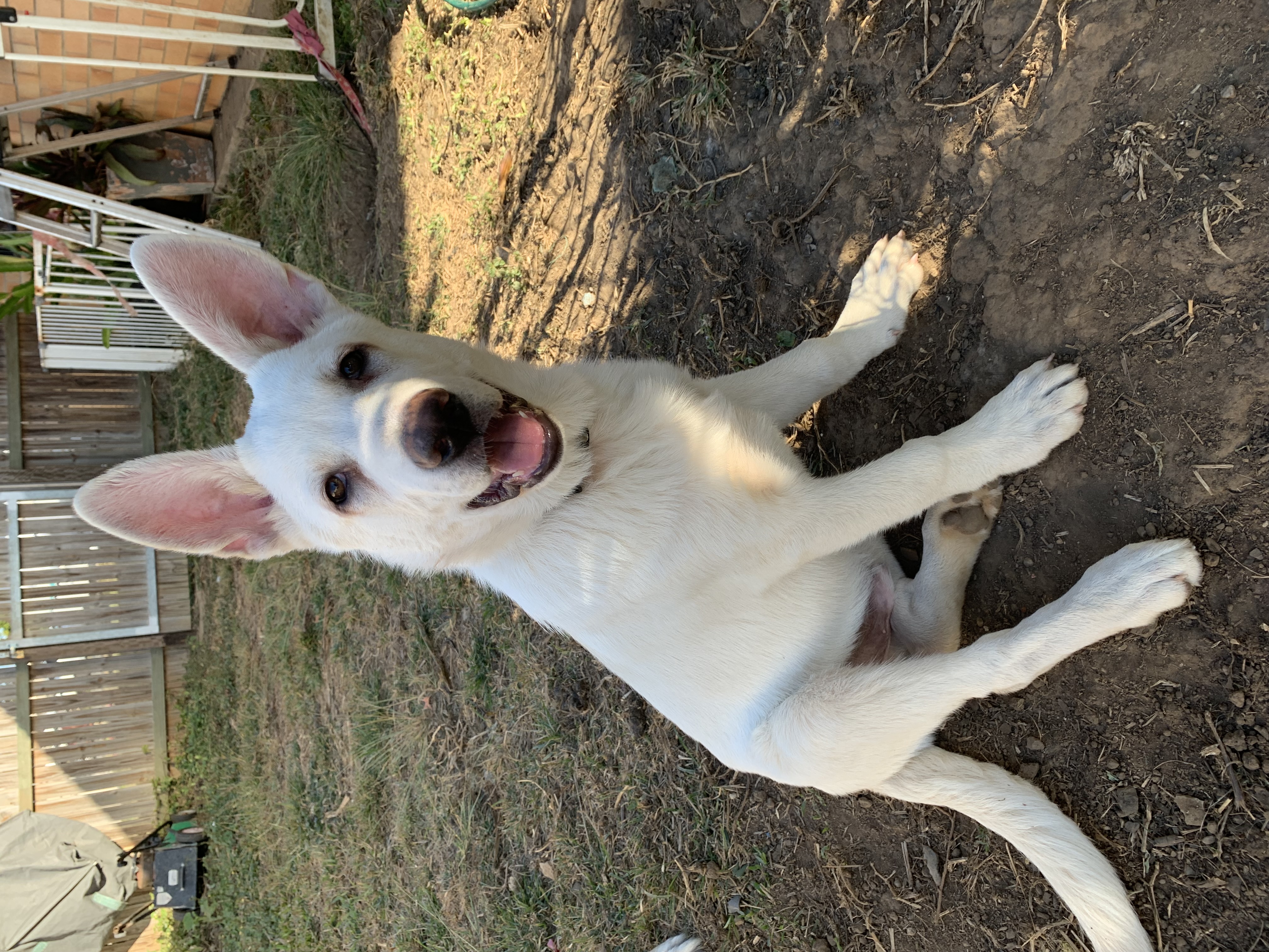 German Shepherd – Bundaberg Central